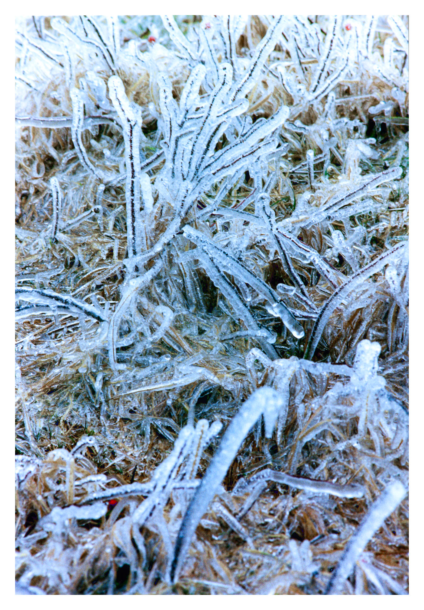 Rose Hips in the garden after the freezing rain - Torbay, NL