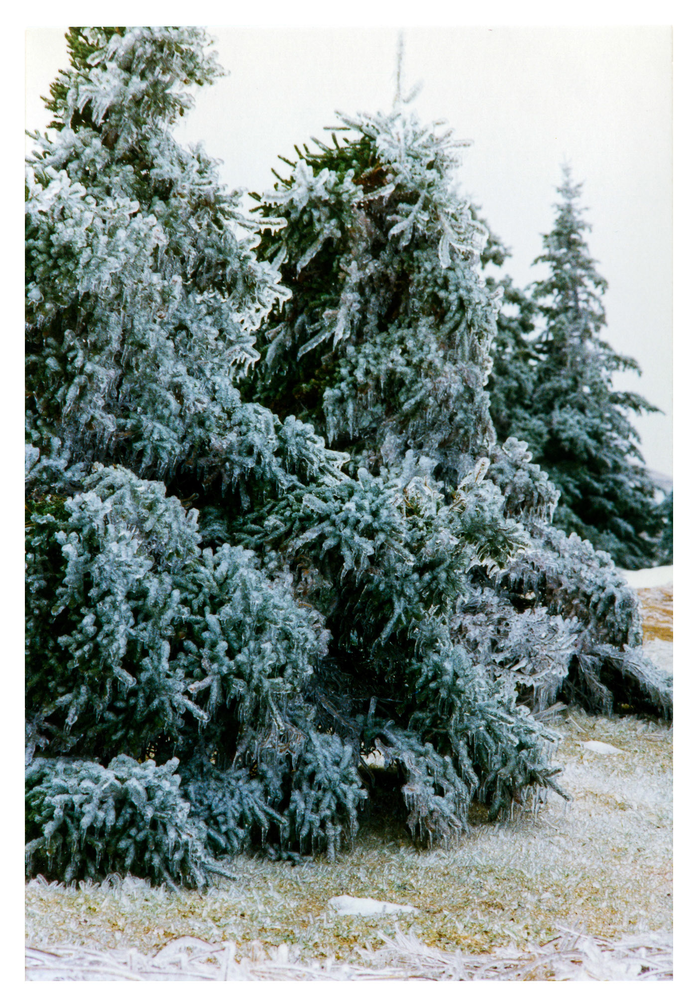 Silver Thaw - Torbay, NL