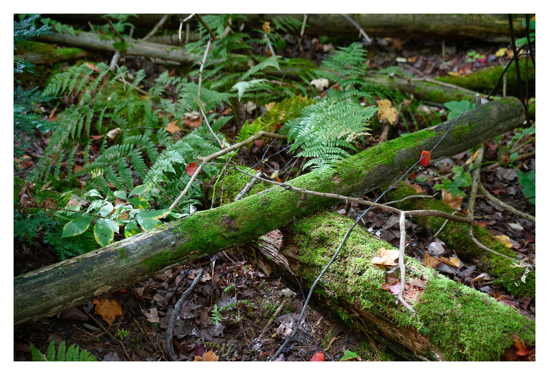 Morgan Arboretum
