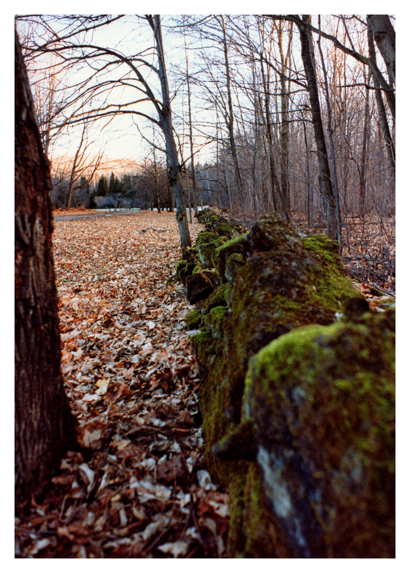 Morgan Arboretum - December 1992