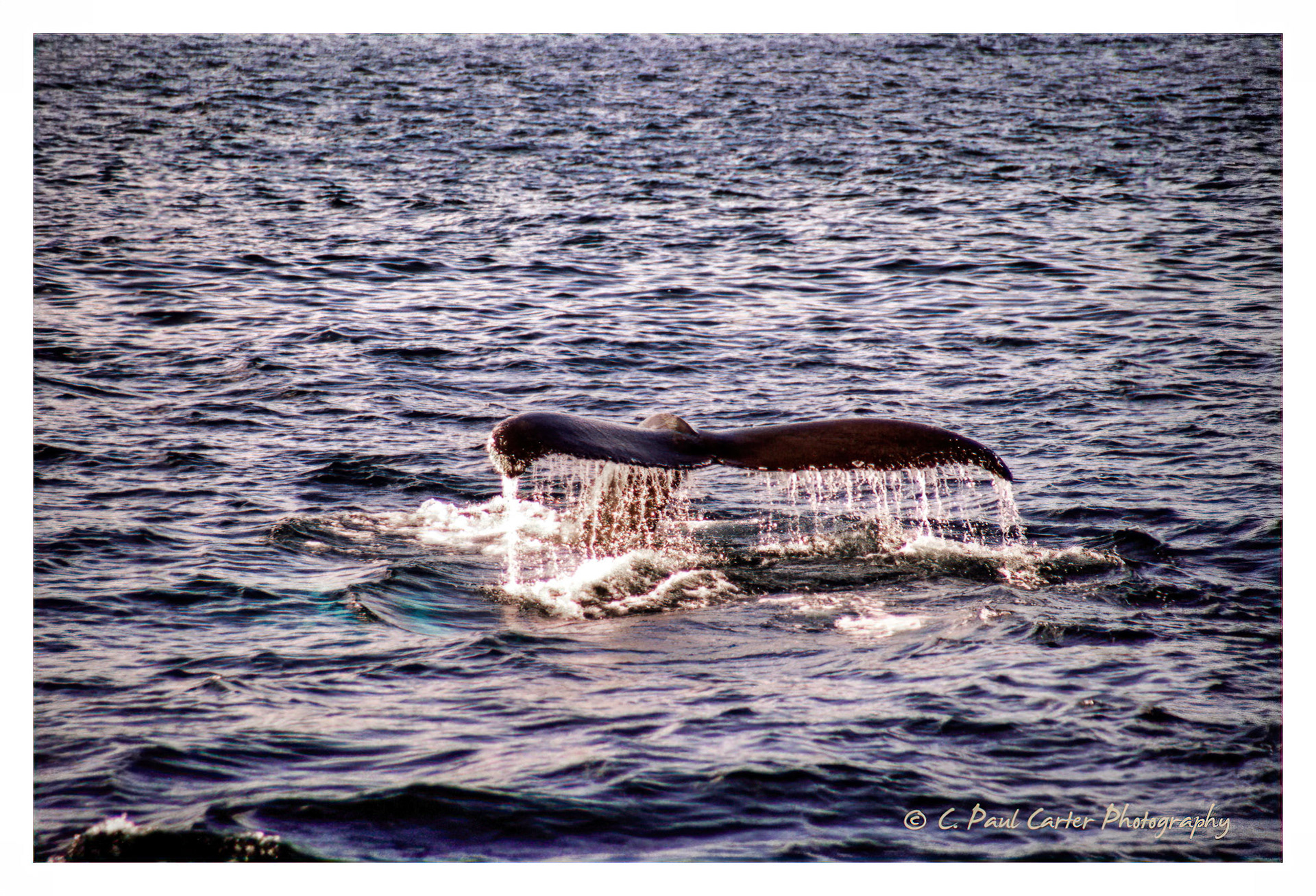 Bay Bulls, NL - 1997