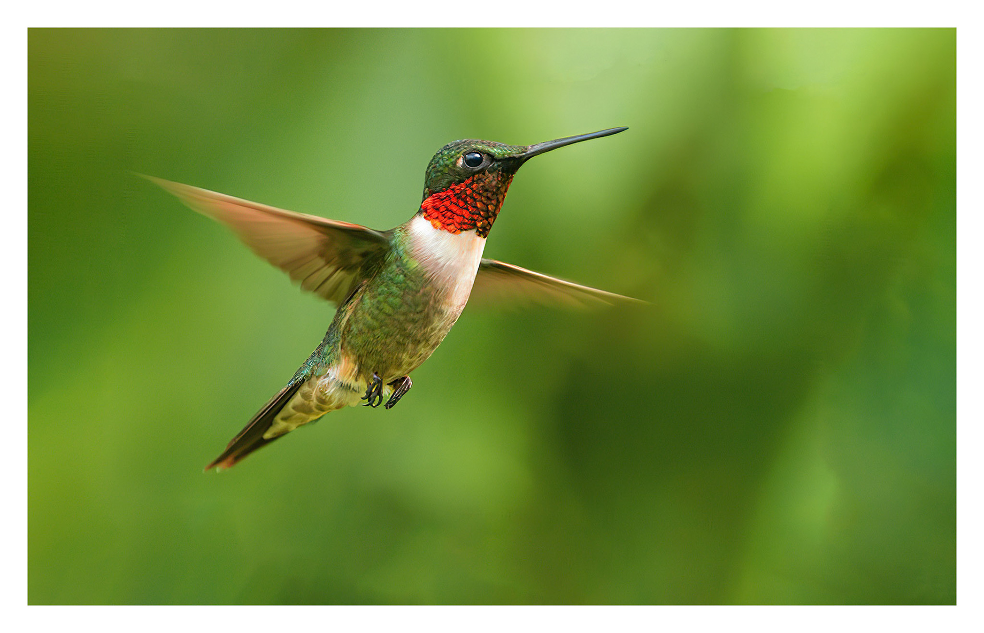 Ruby Throated Hummingbird, Corpus Christi, TX