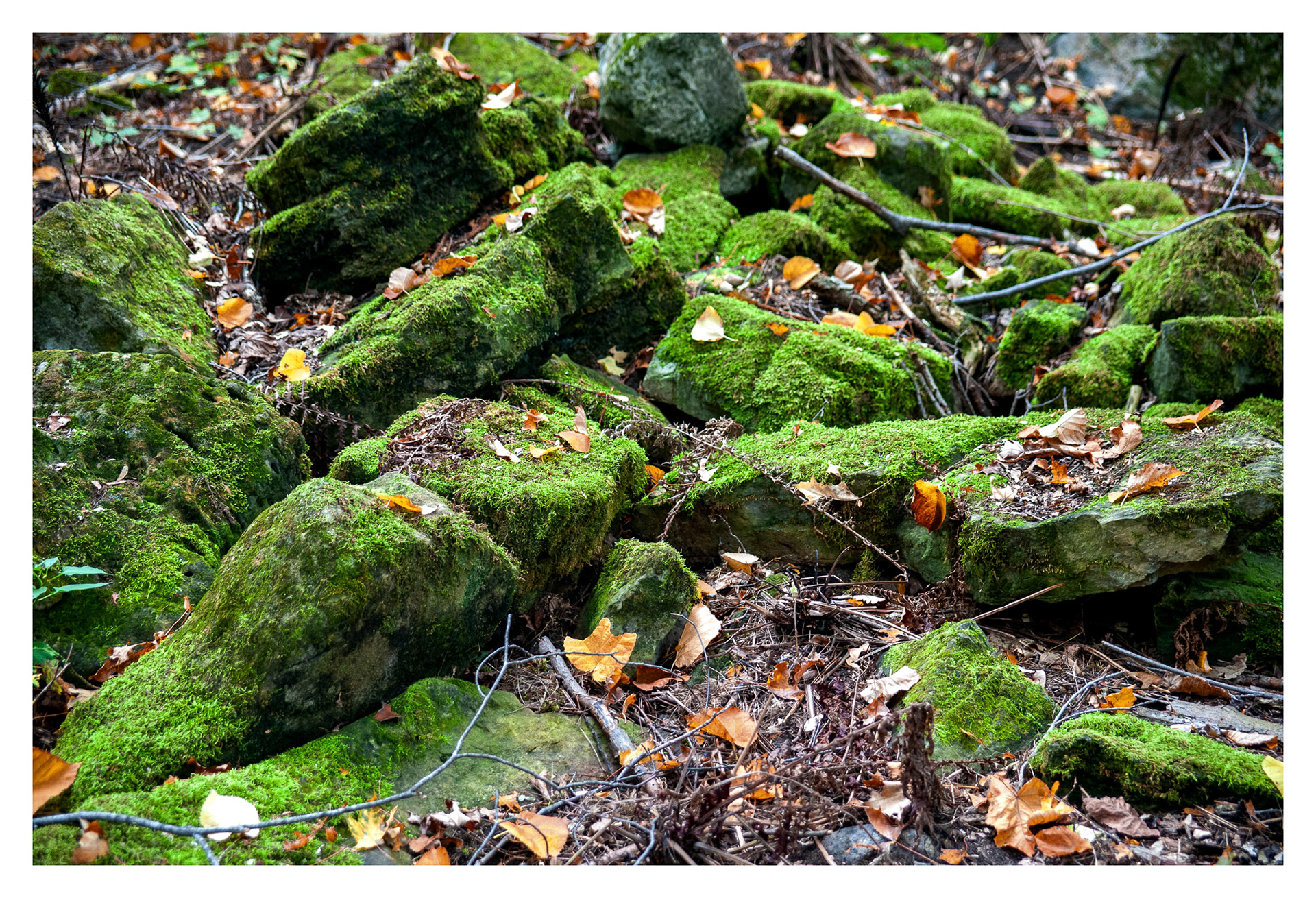 Morgan Arboretum