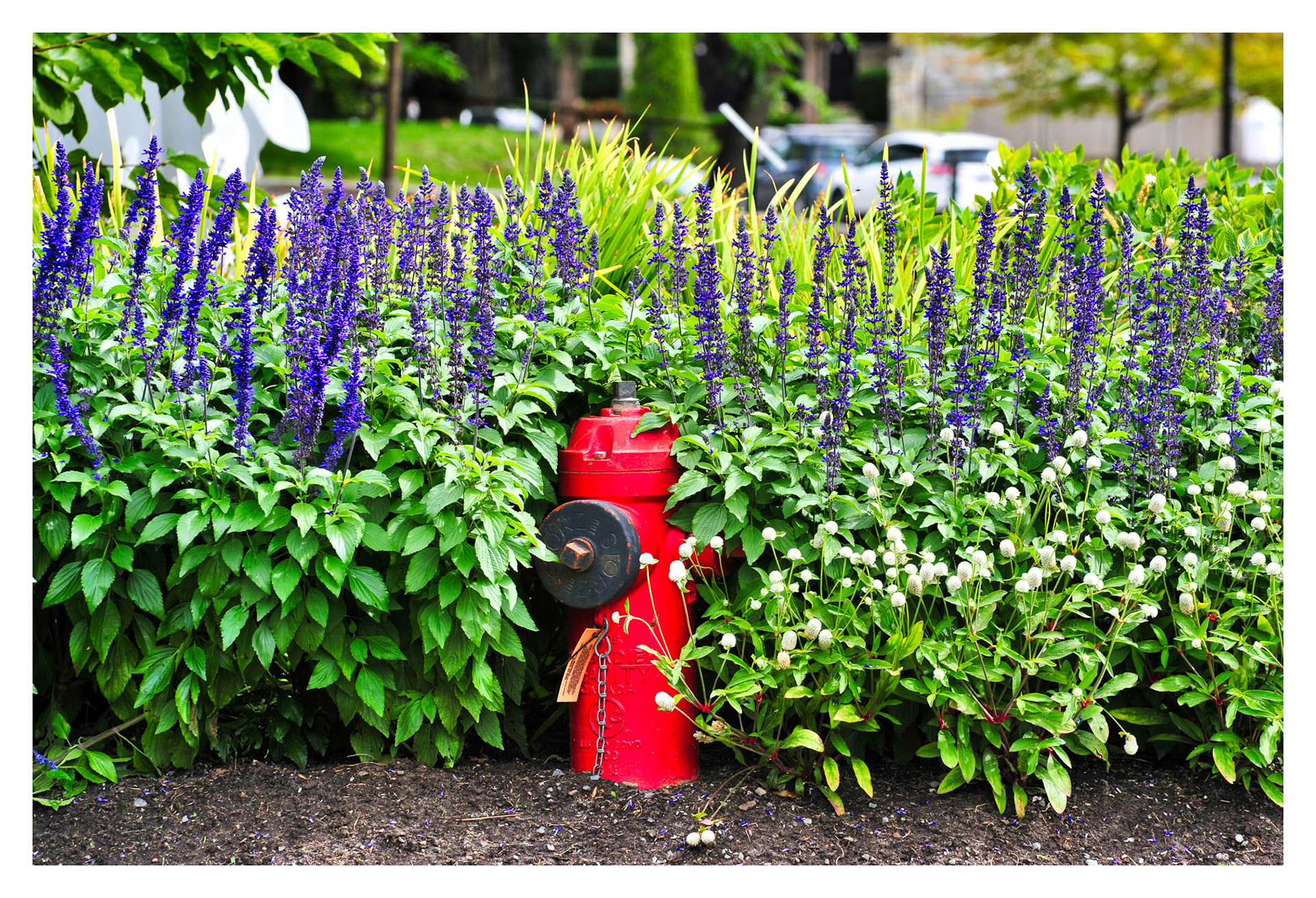 Hydrant - Stuart Hall, Pointe-Claire, QC