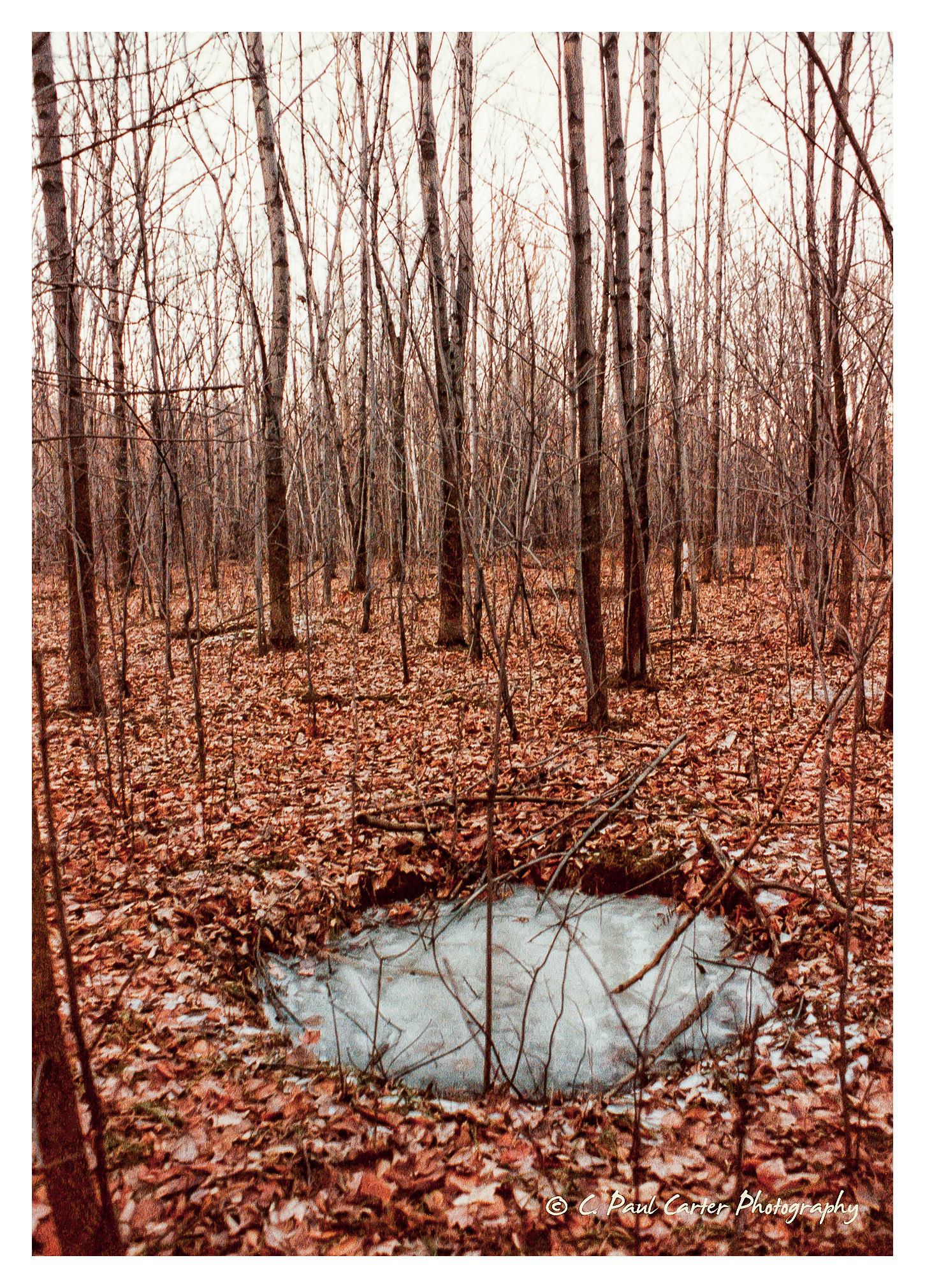 Morgan Arboretum - Sainte-Anne-de-Bellevue