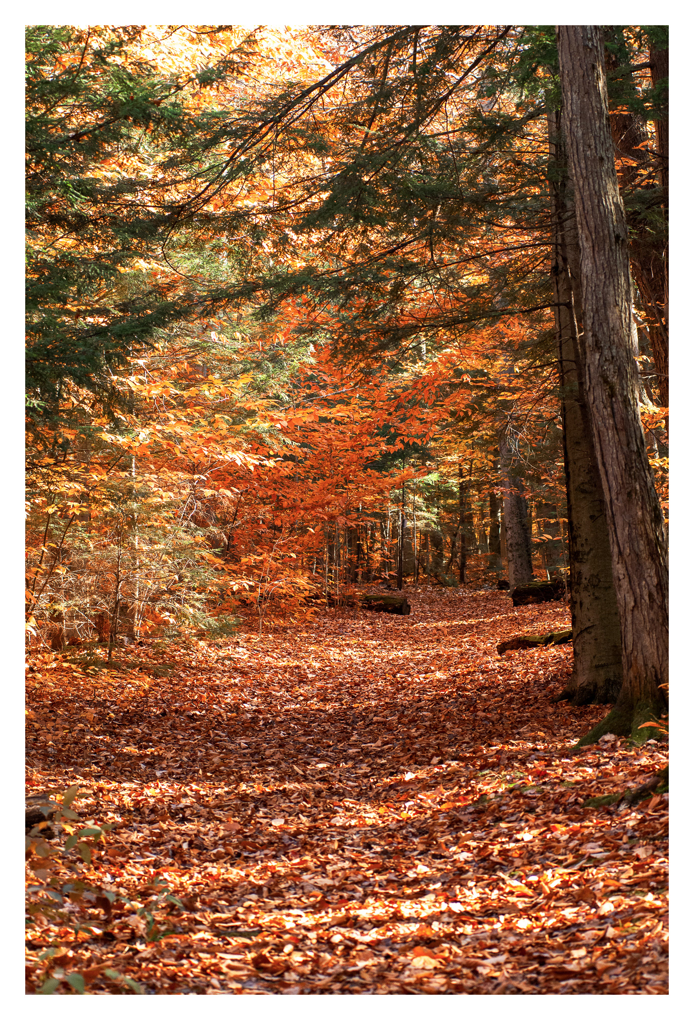 Morgan Arboretum