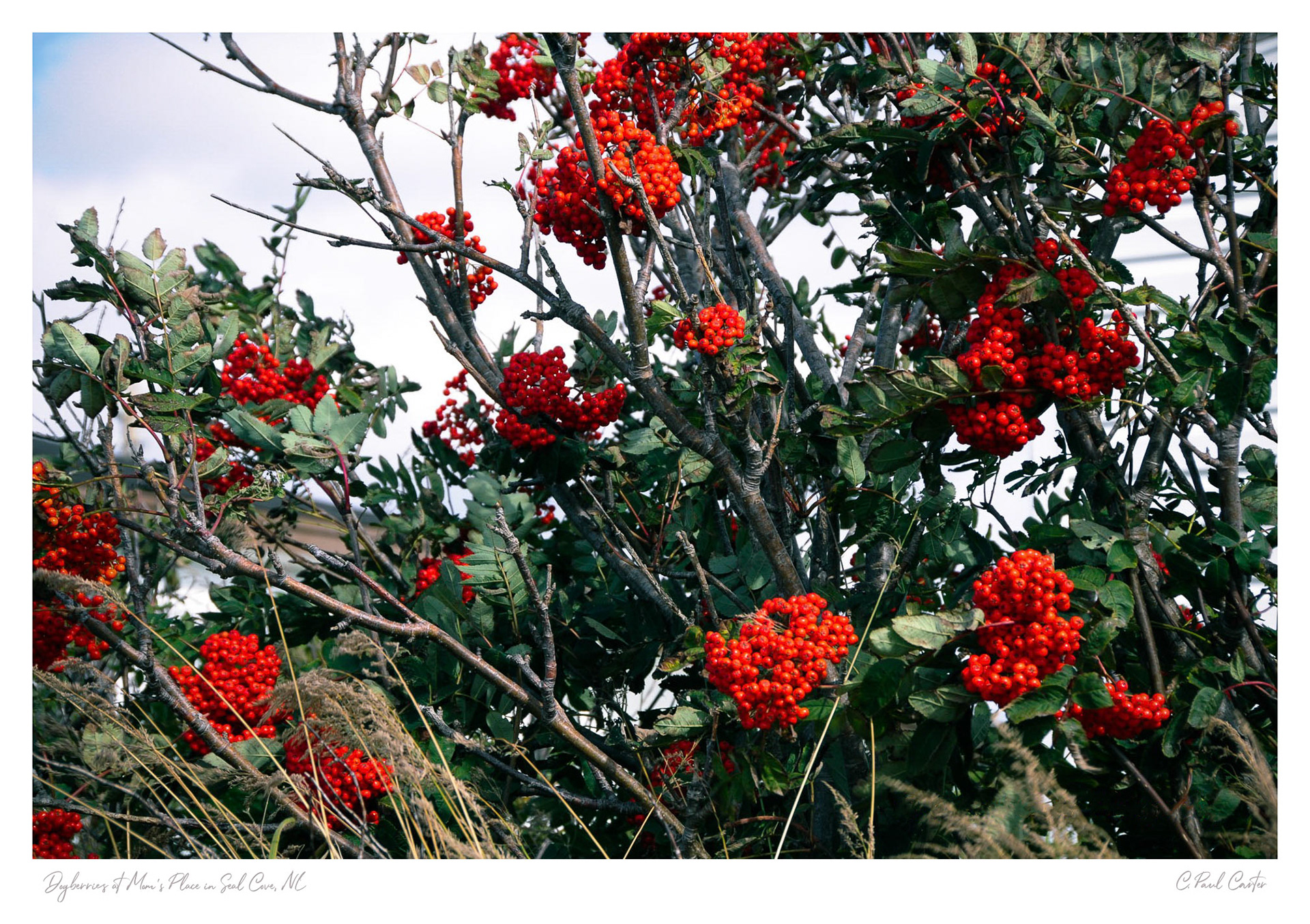 Dogberries - Seal Cove, NL - 2016