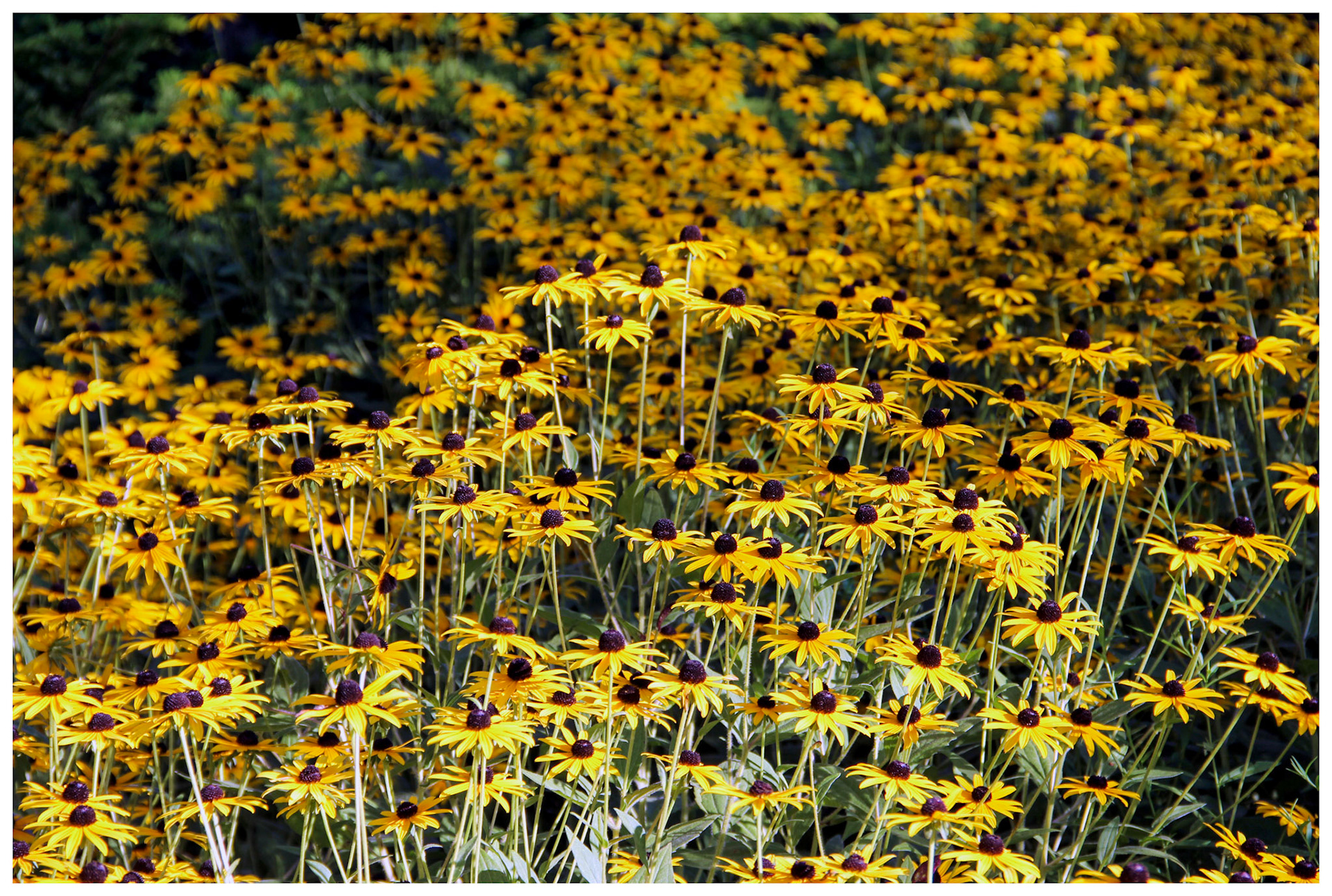 Brown-Eyed Susans