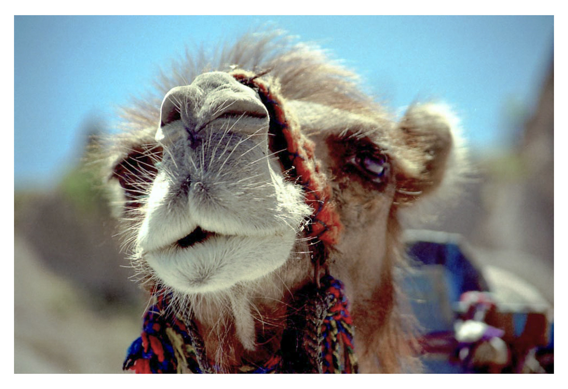 Camel - Turkey - 1998