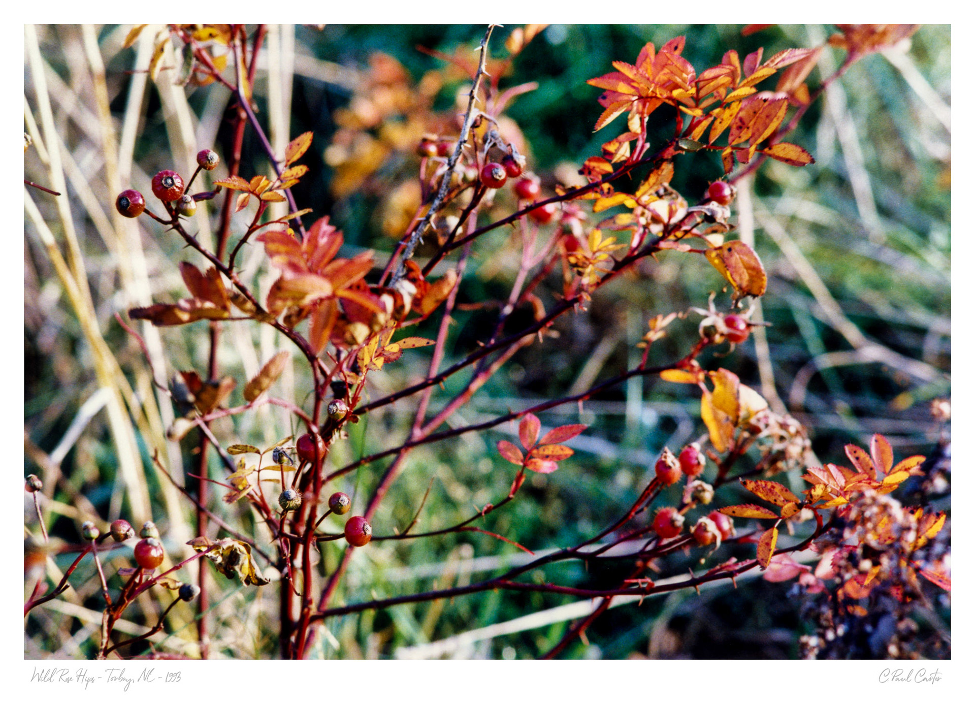 Wild rose bush - Torbay, NL