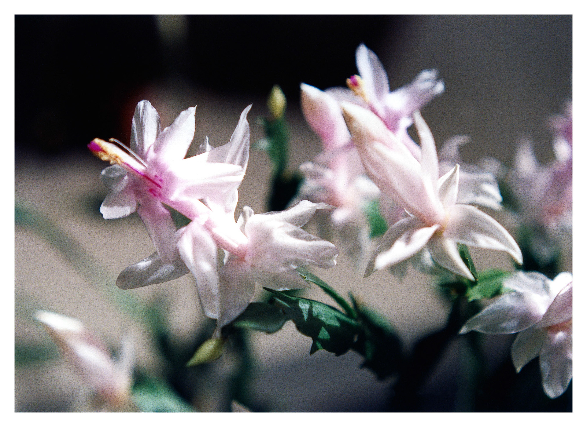 Easter Cactus - Torbay, NL