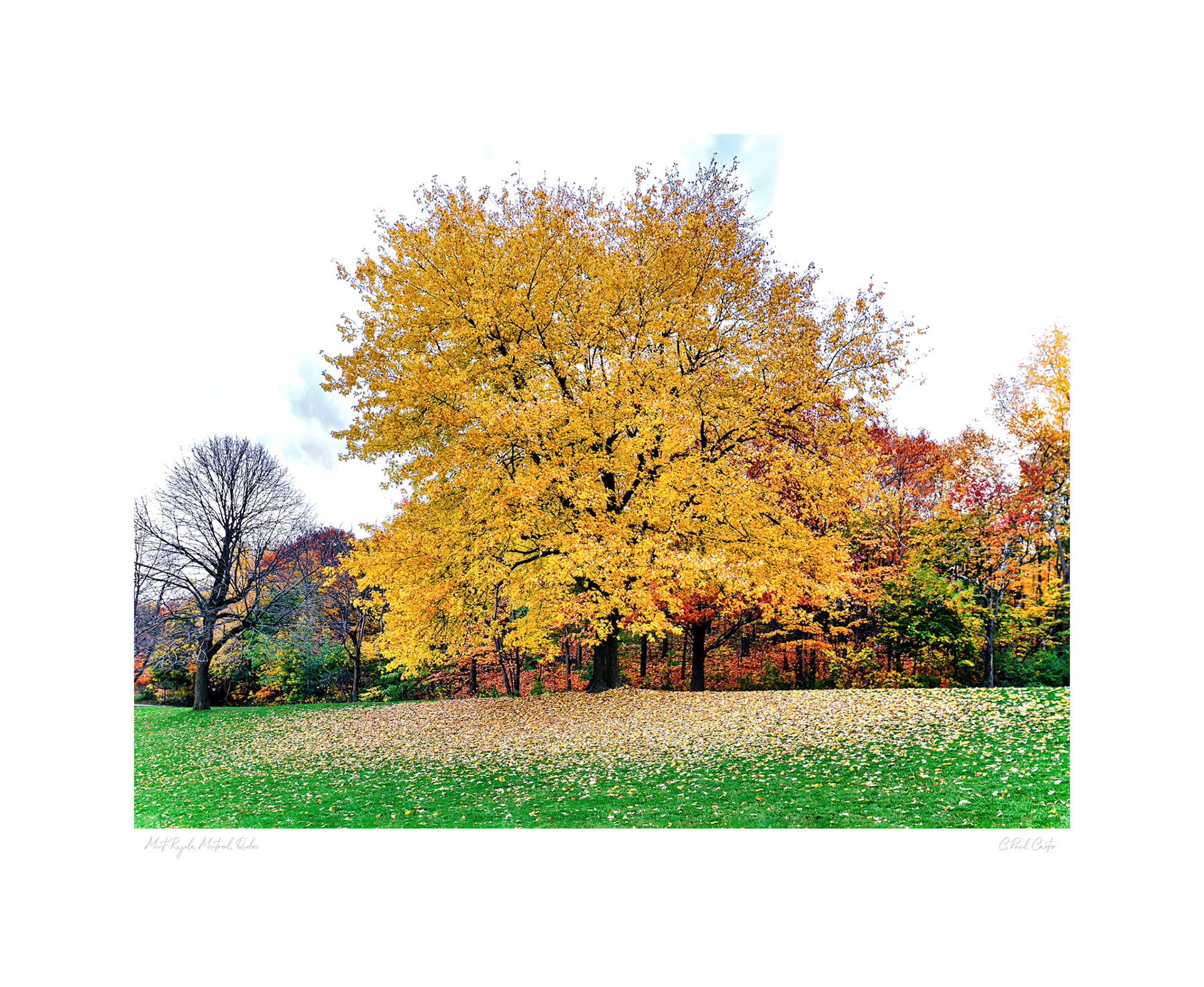 Mont Royal - Montreal, QC