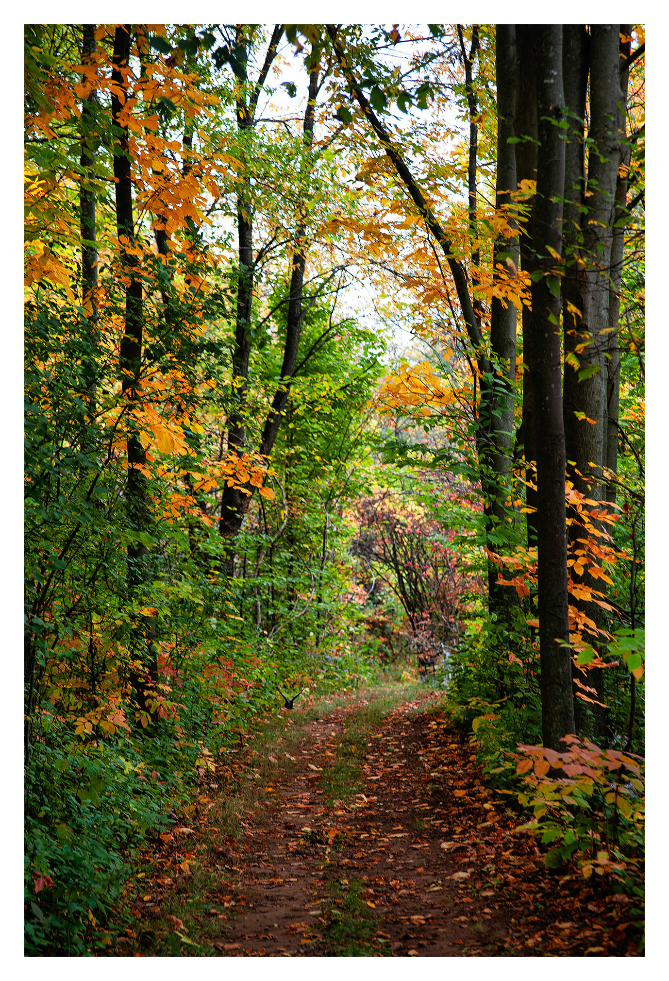 Morgan Arboretum