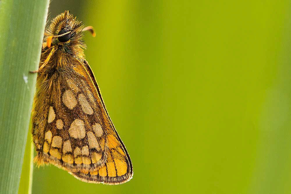Chequered Skipper (Carterocephalus palaemon)