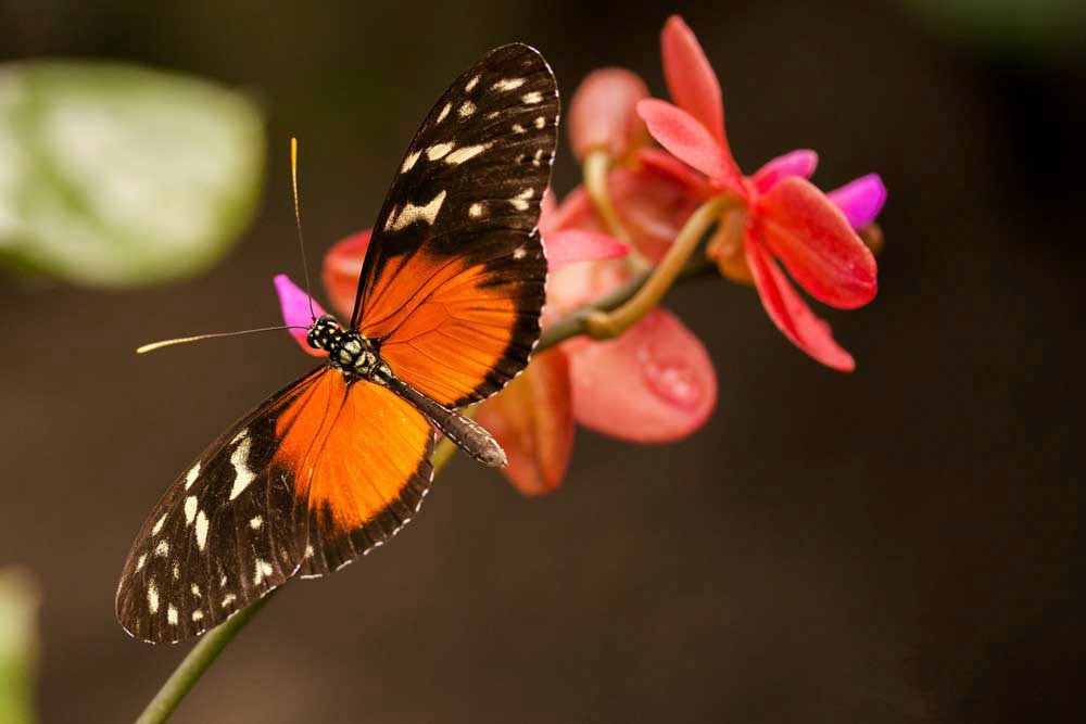 Hecale Longwing (Heliconius hecale zuleika) on flower