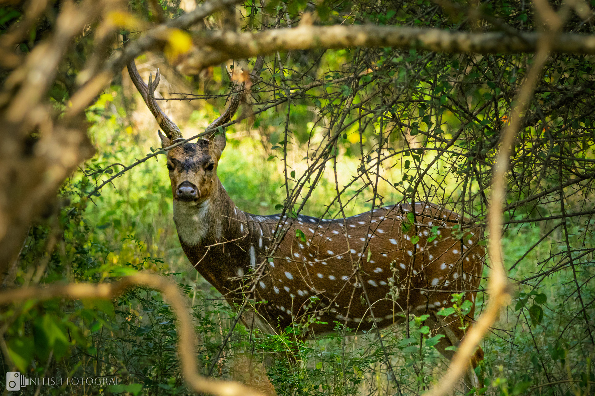 Through the Thicket: A Glimpse of Elegance in the Wild
