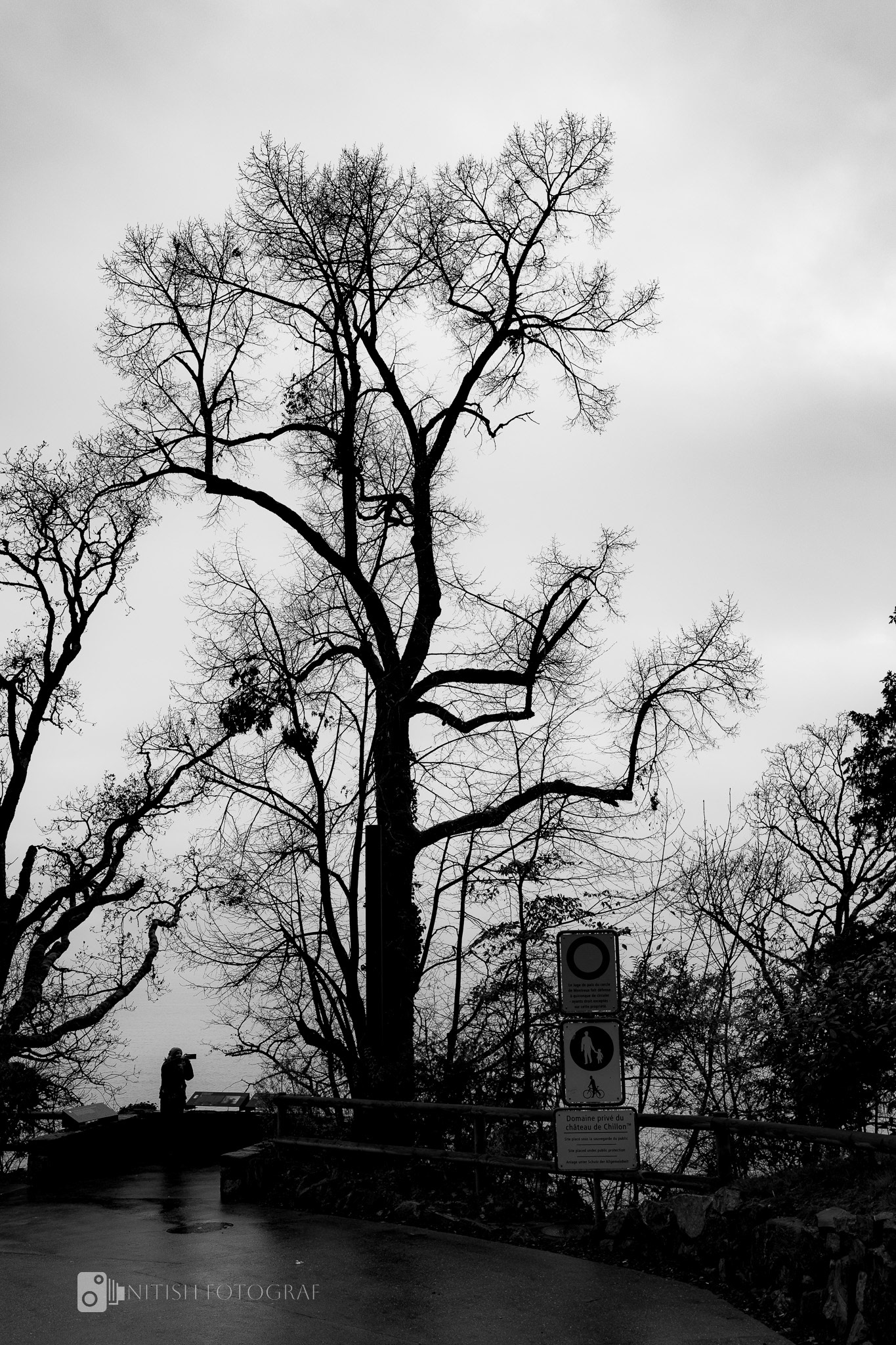 A solitary tree standing resilient against the passing of seasons