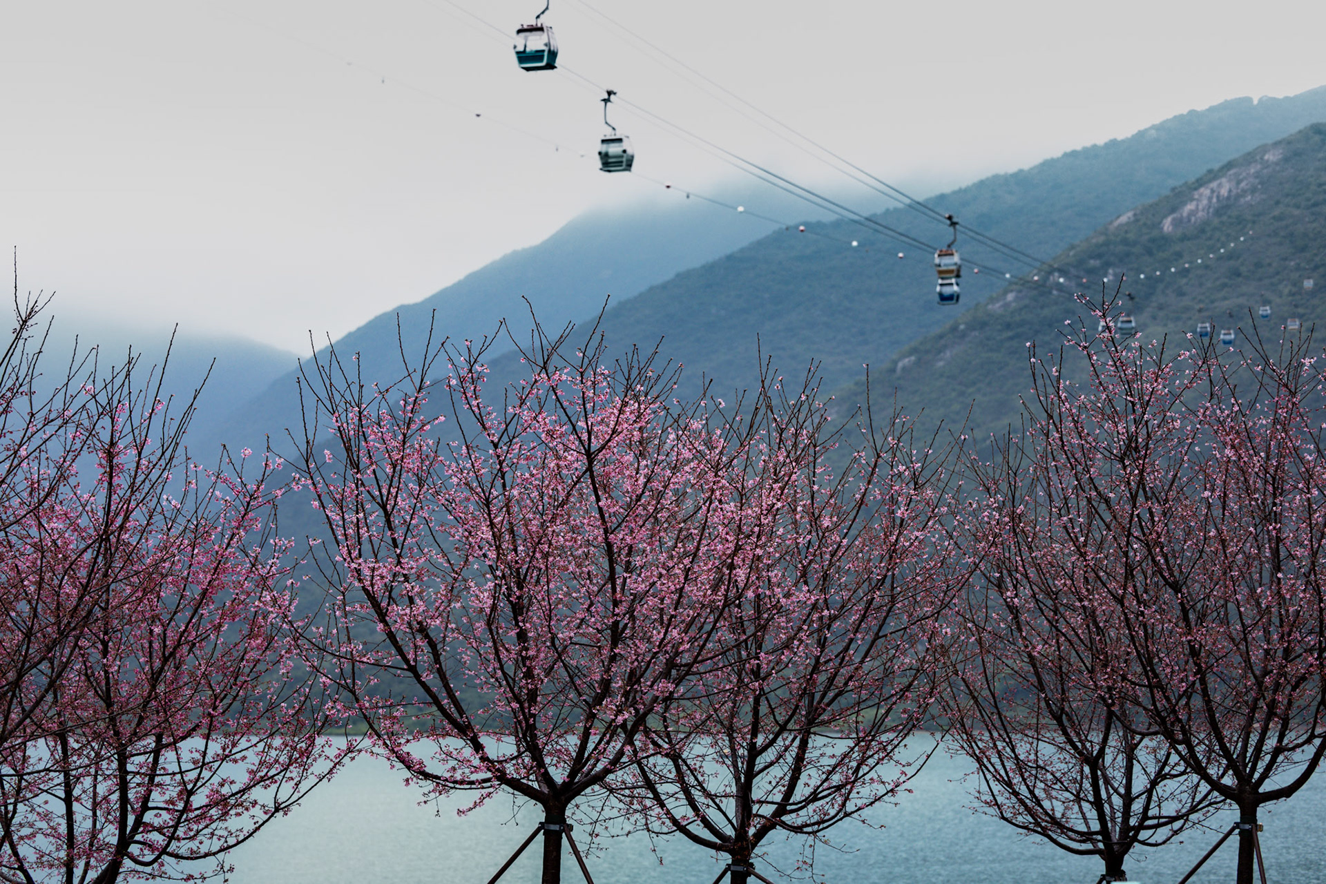 Blossoms and cable cars—where nature and human ingenuity converge