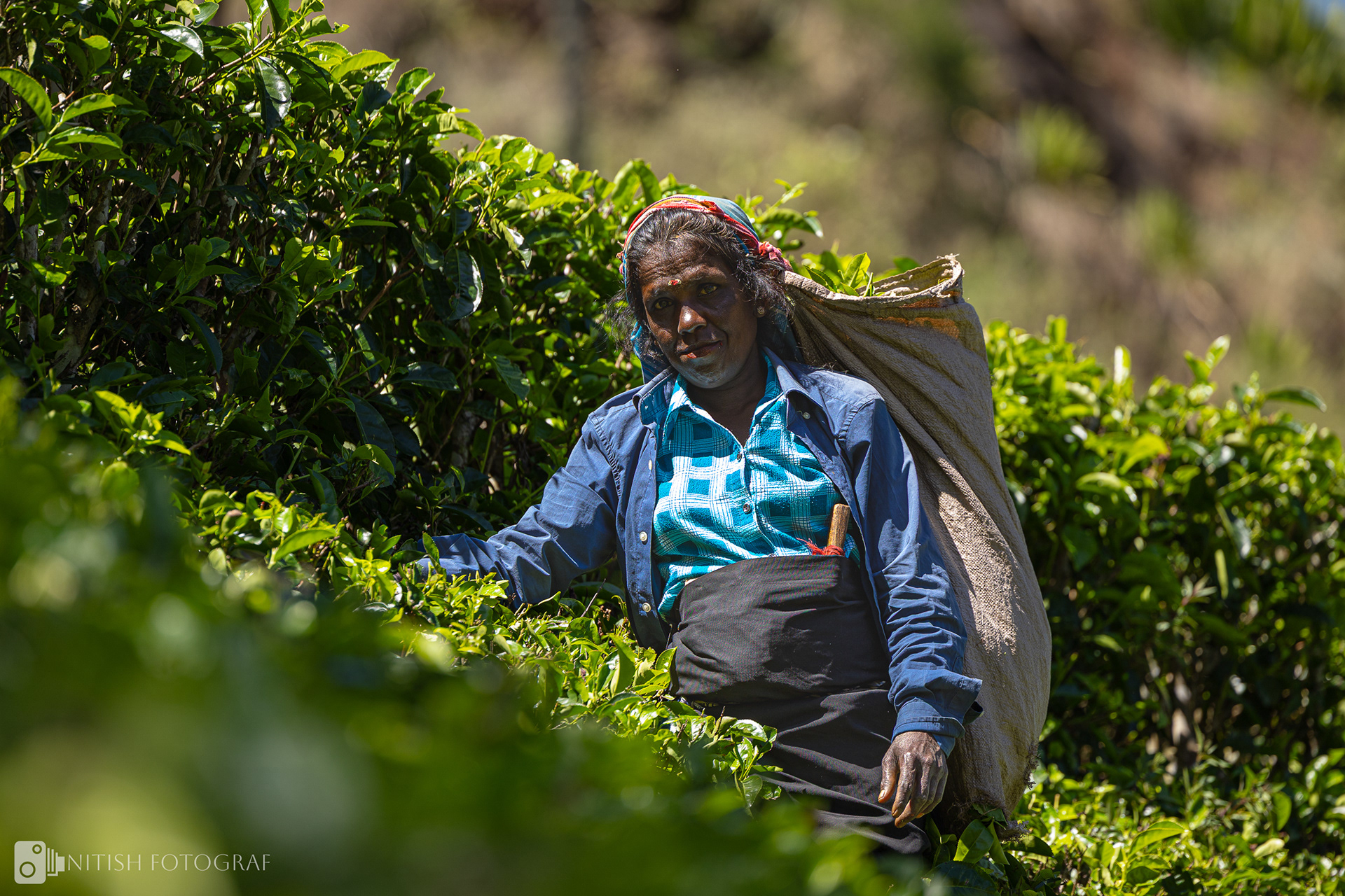 Harvest of Hardship: The Hands Behind the Leaves