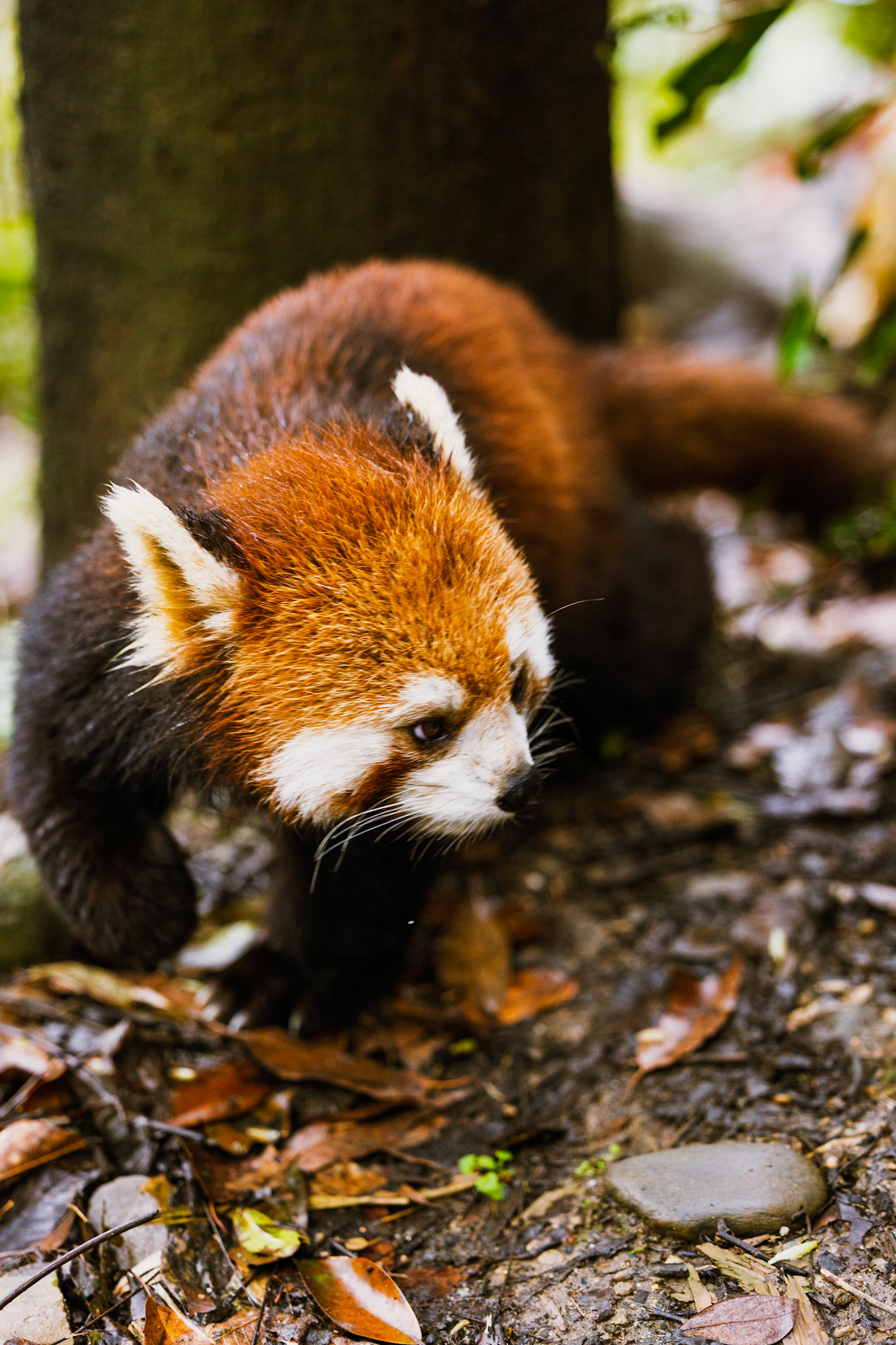 A curious wanderer exploring the forest floor, where every step is an adventure