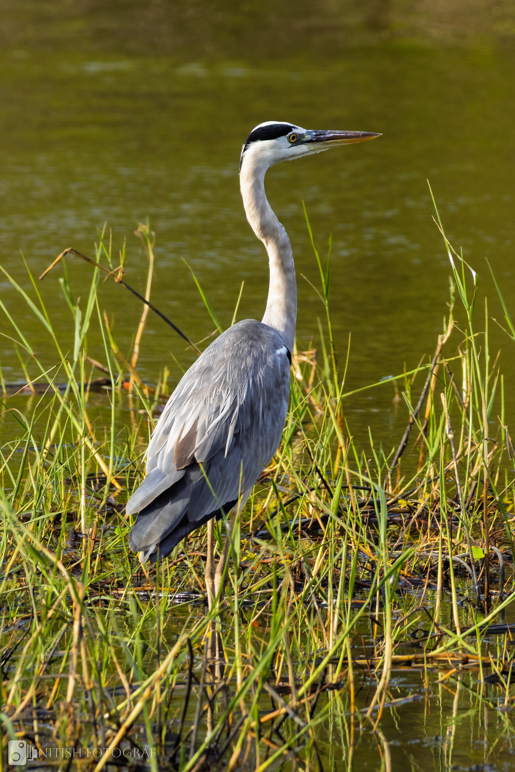 Silent Watcher: The Heron’s Tranquil Gaze.