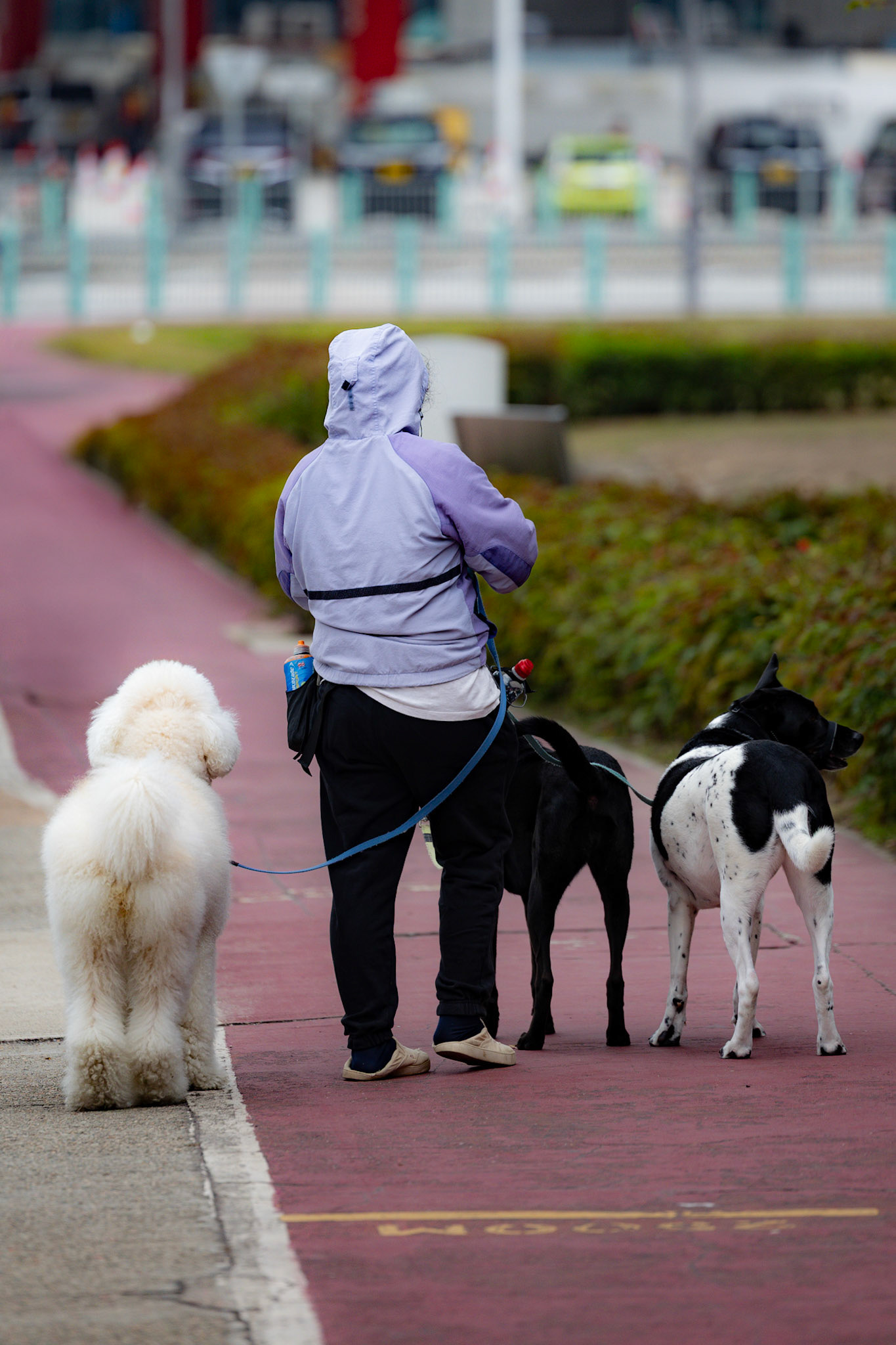 A gentle stroll with companions, where city paths meet serenity
