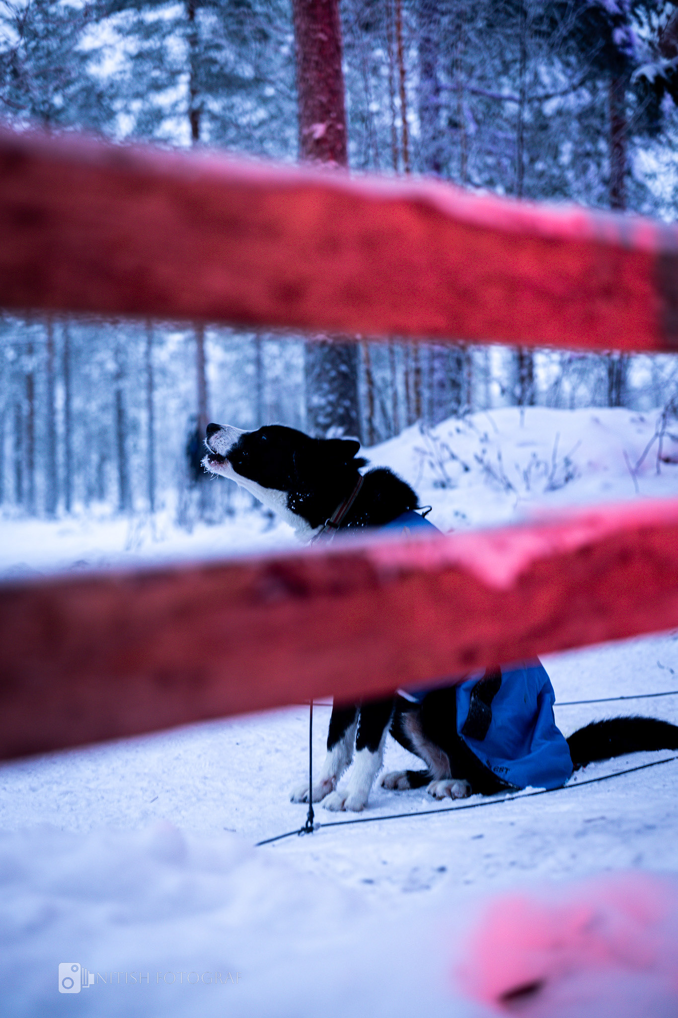 A lone dog resting on a rustic wooden frame against a soft winter landscape