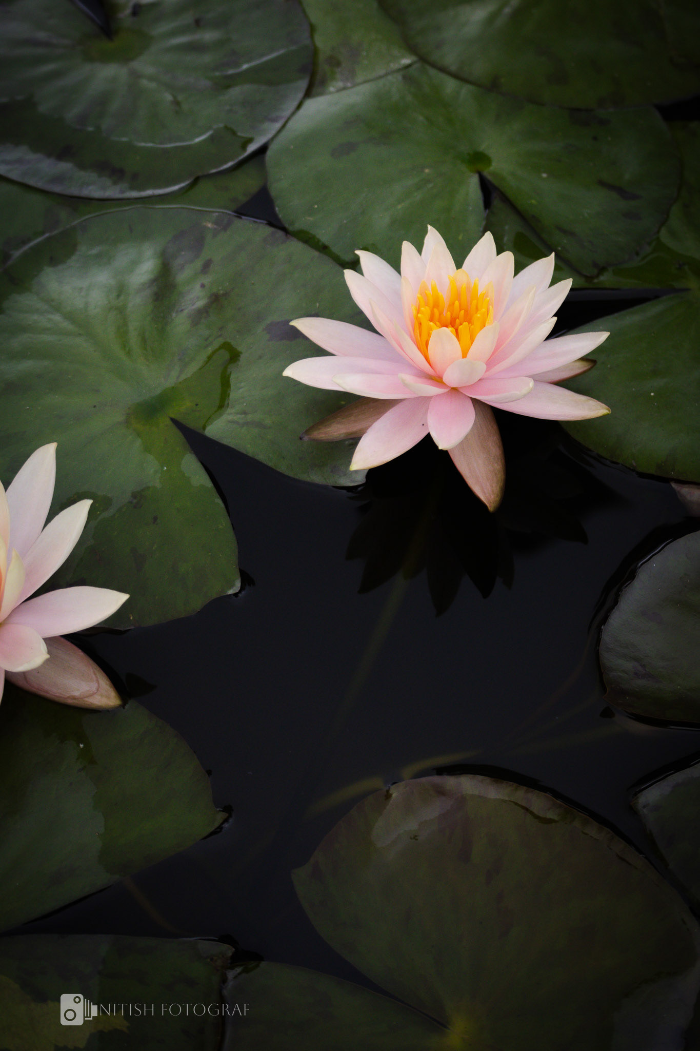 Floating elegance – a lotus in its quiet, natural sanctuary