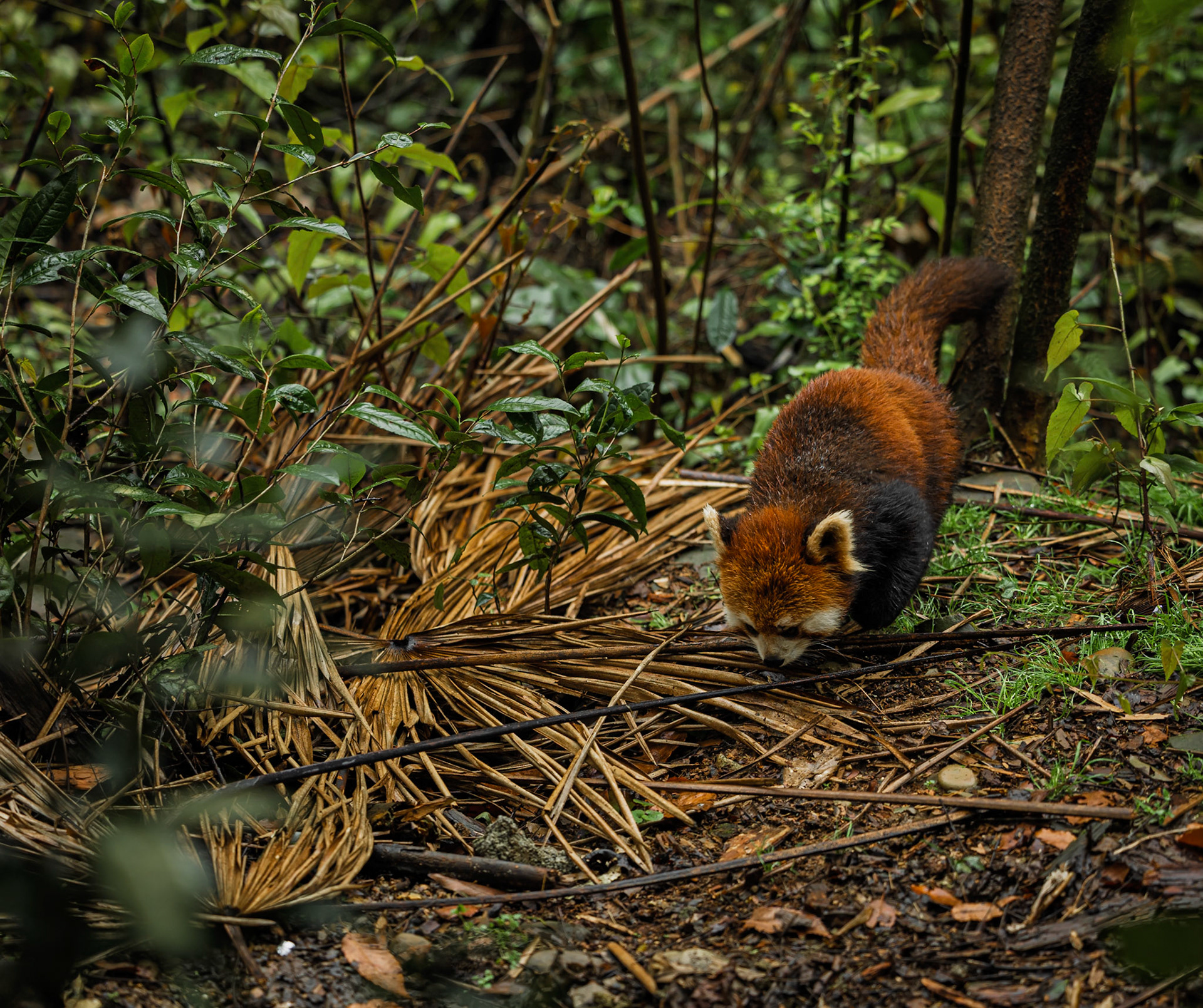 A splash of fiery red hidden in the lush undergrowth