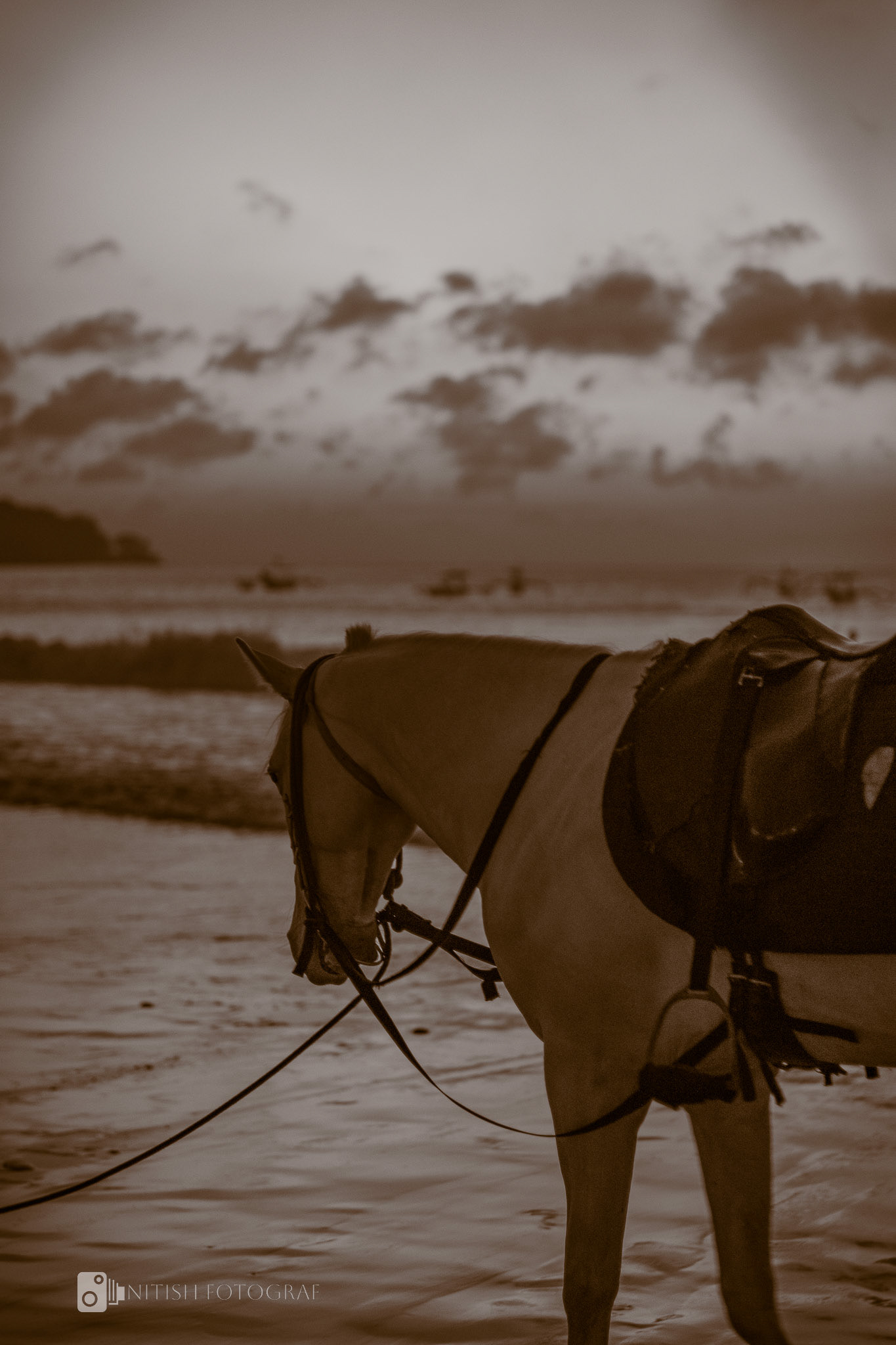 Grace at the shore – a quiet moment between land and sea