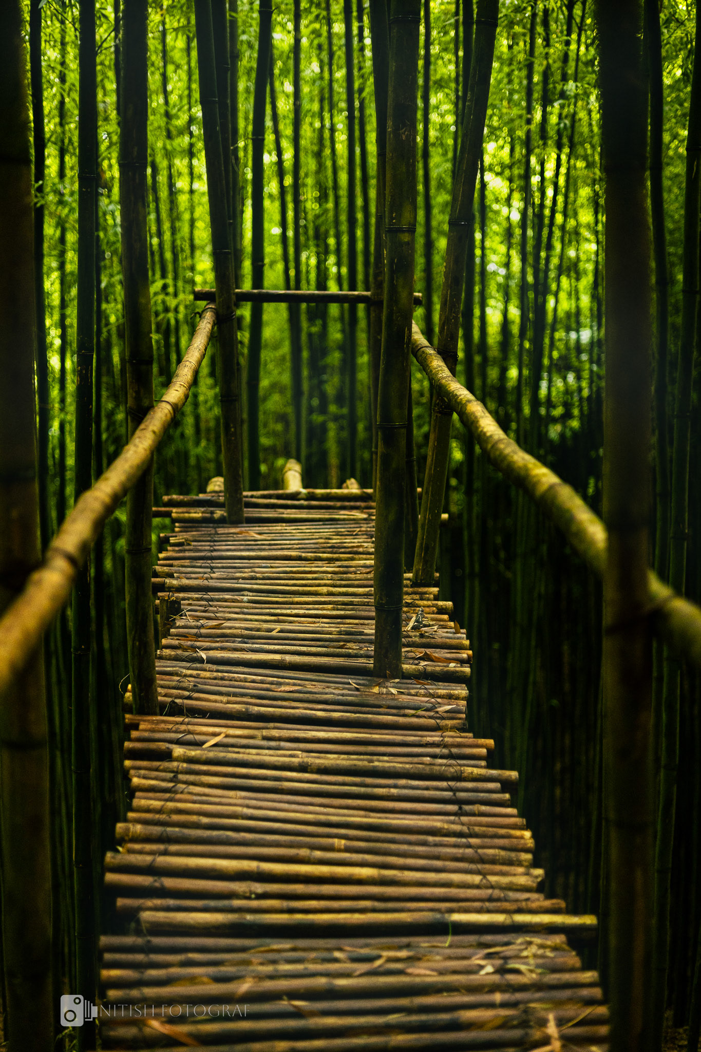 A wooden path leading through a bamboo forest a gateway to serenity