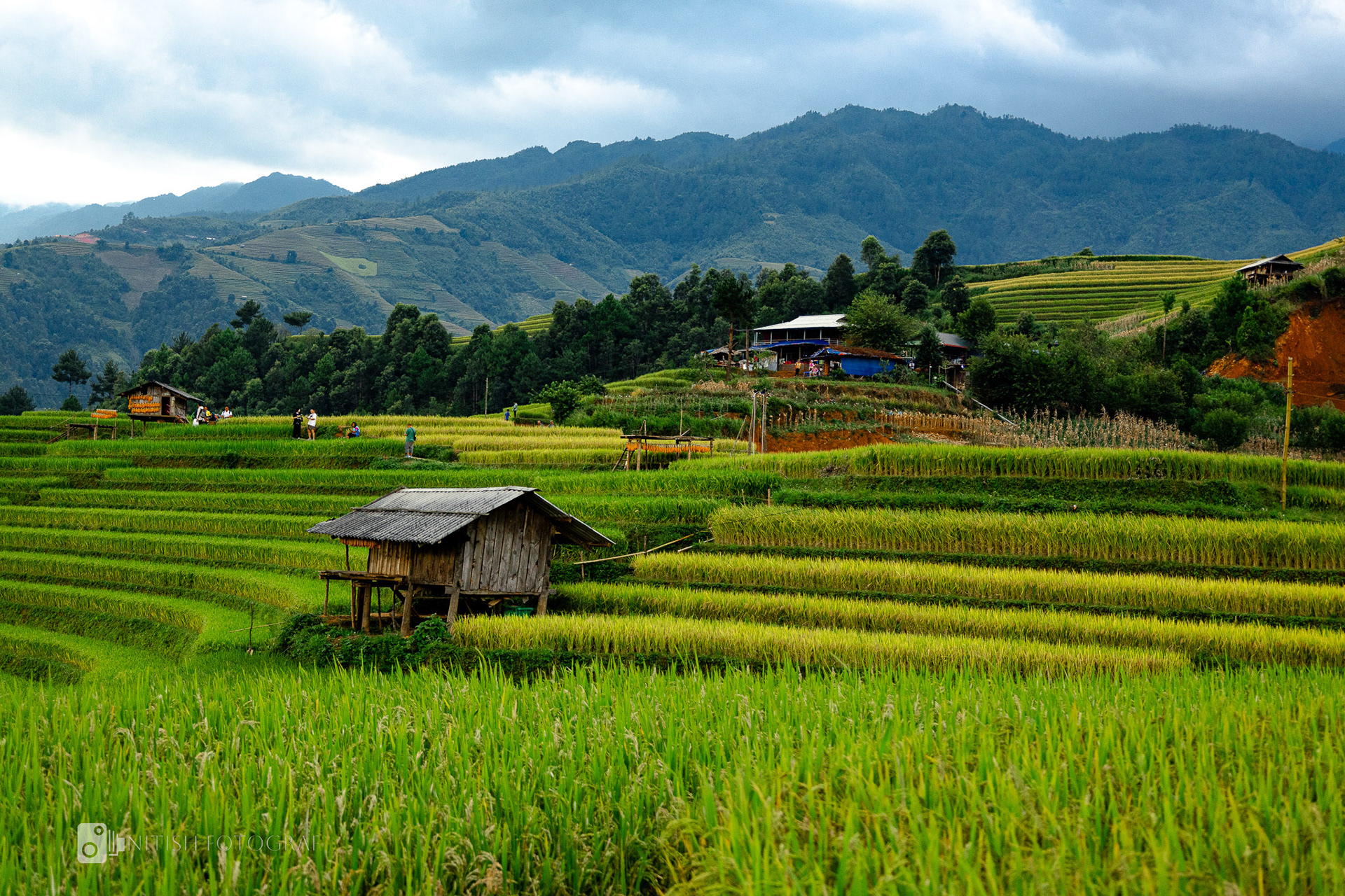 Endless tiers of lush rice fields reaching toward the horizon
