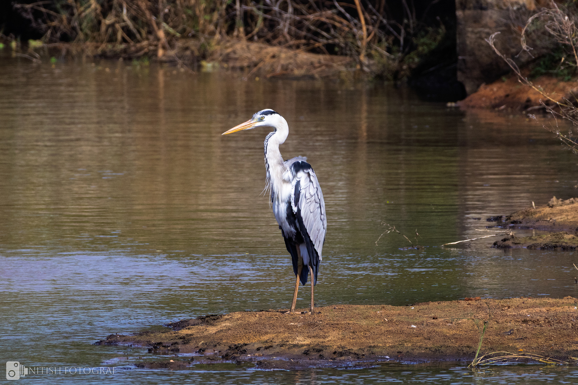 Grace by the Water: The Poised Beauty of the Great Egret