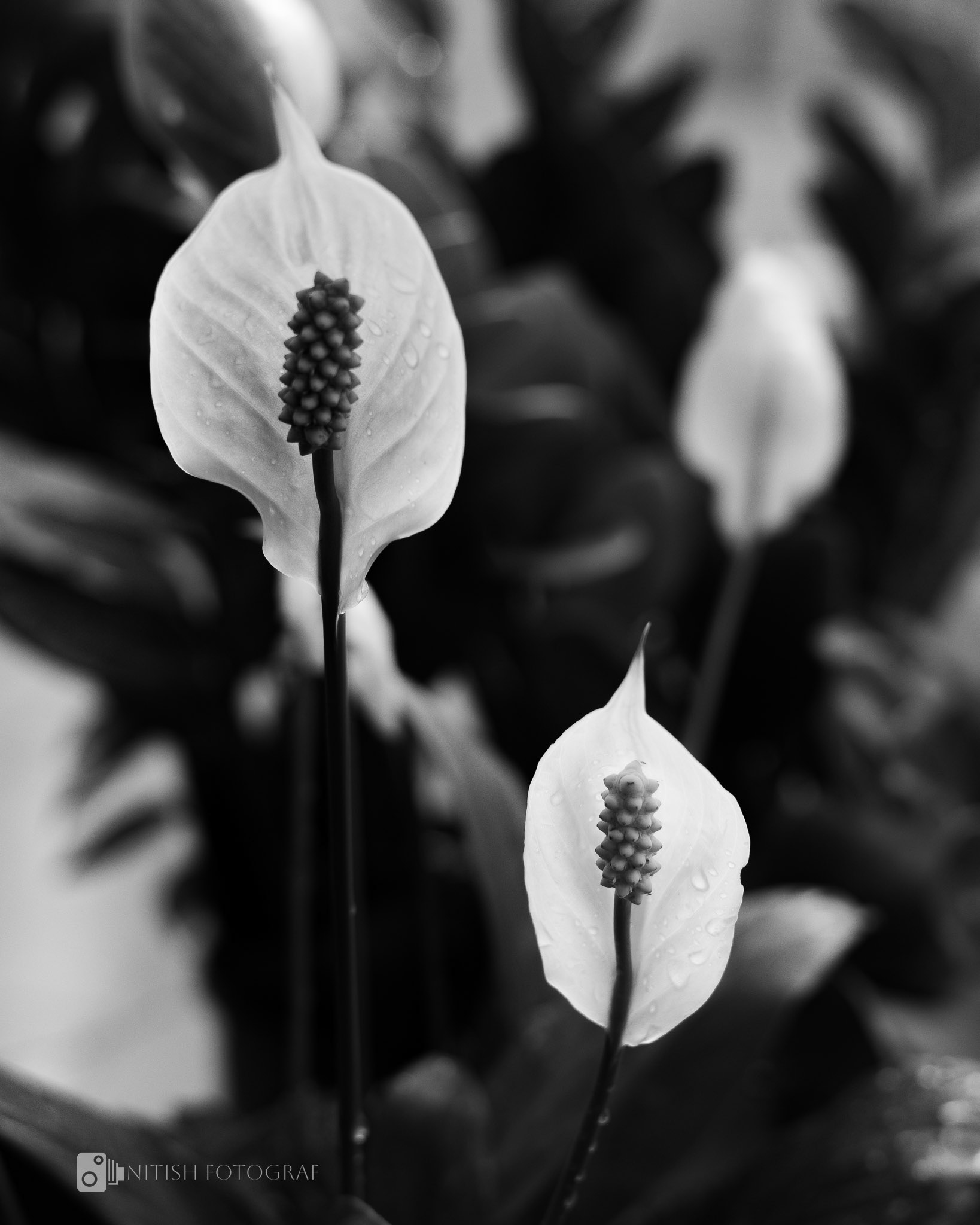 Delicate elegance – a bloom frozen in monochrome simplicity