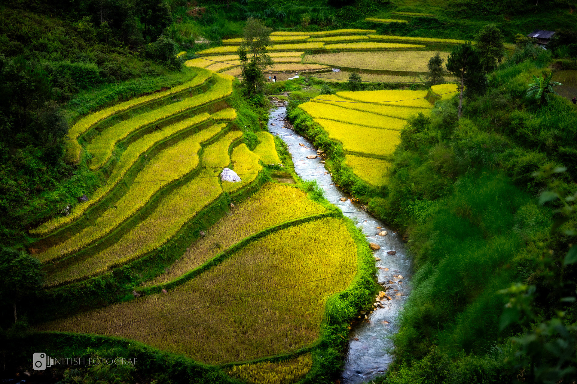 Terraced fields cascading through vibrant green hills in perfect harmony