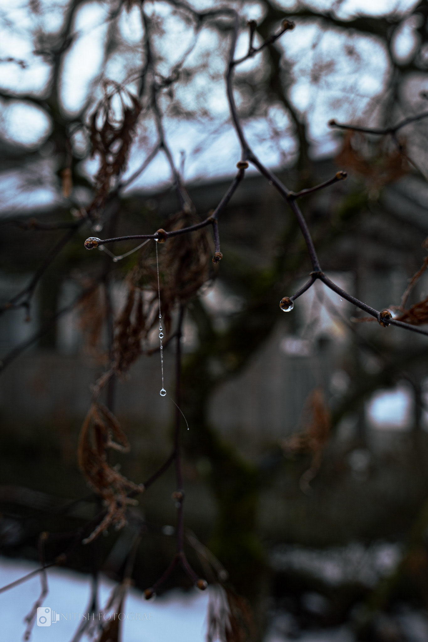 A delicate frost-covered structure shimmering in the light of a new day