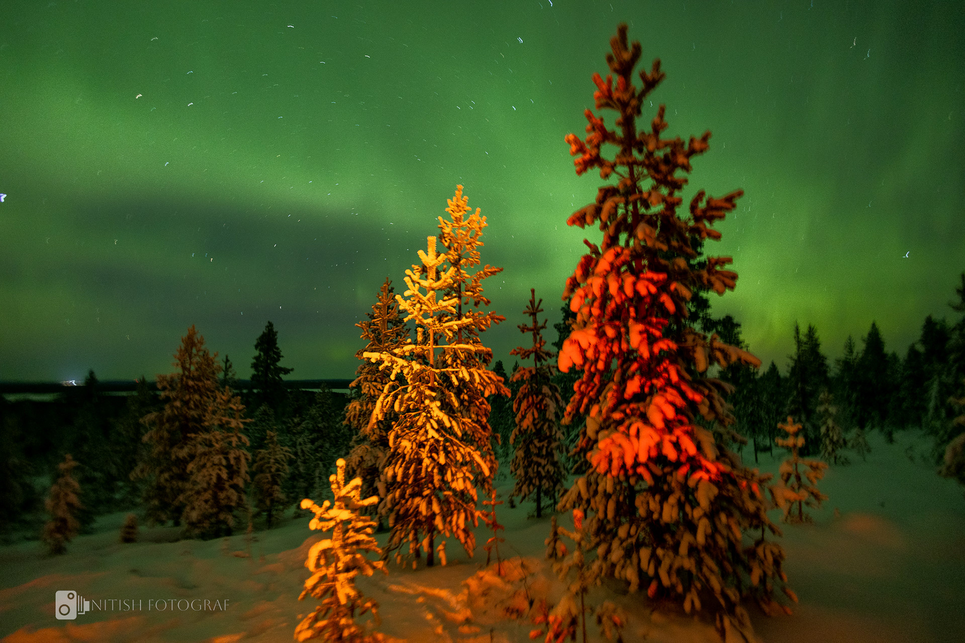 Evergreen trees glowing under the vivid hues of a polar sky