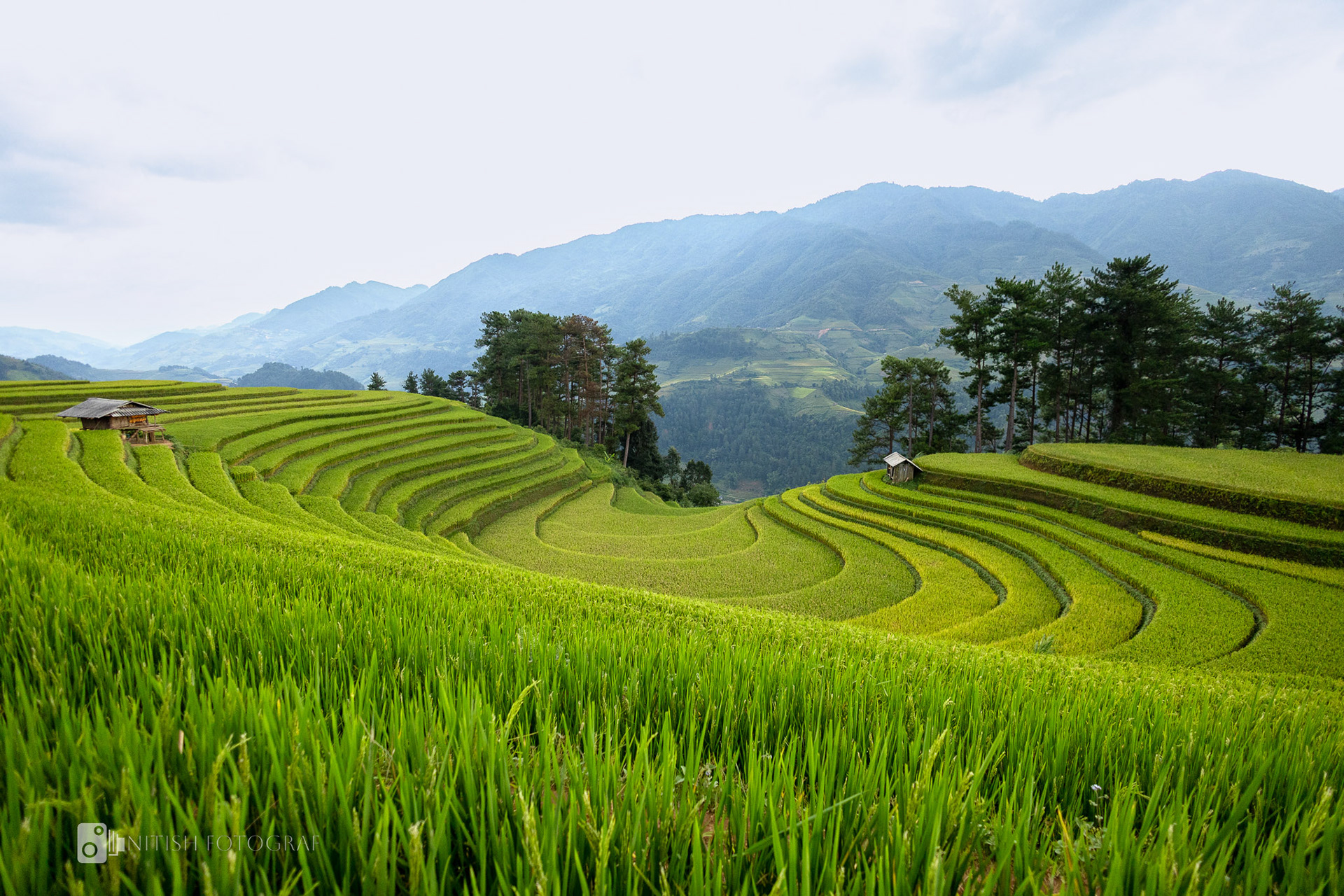 Rice terraces cascading like green waves through a tranquil valley