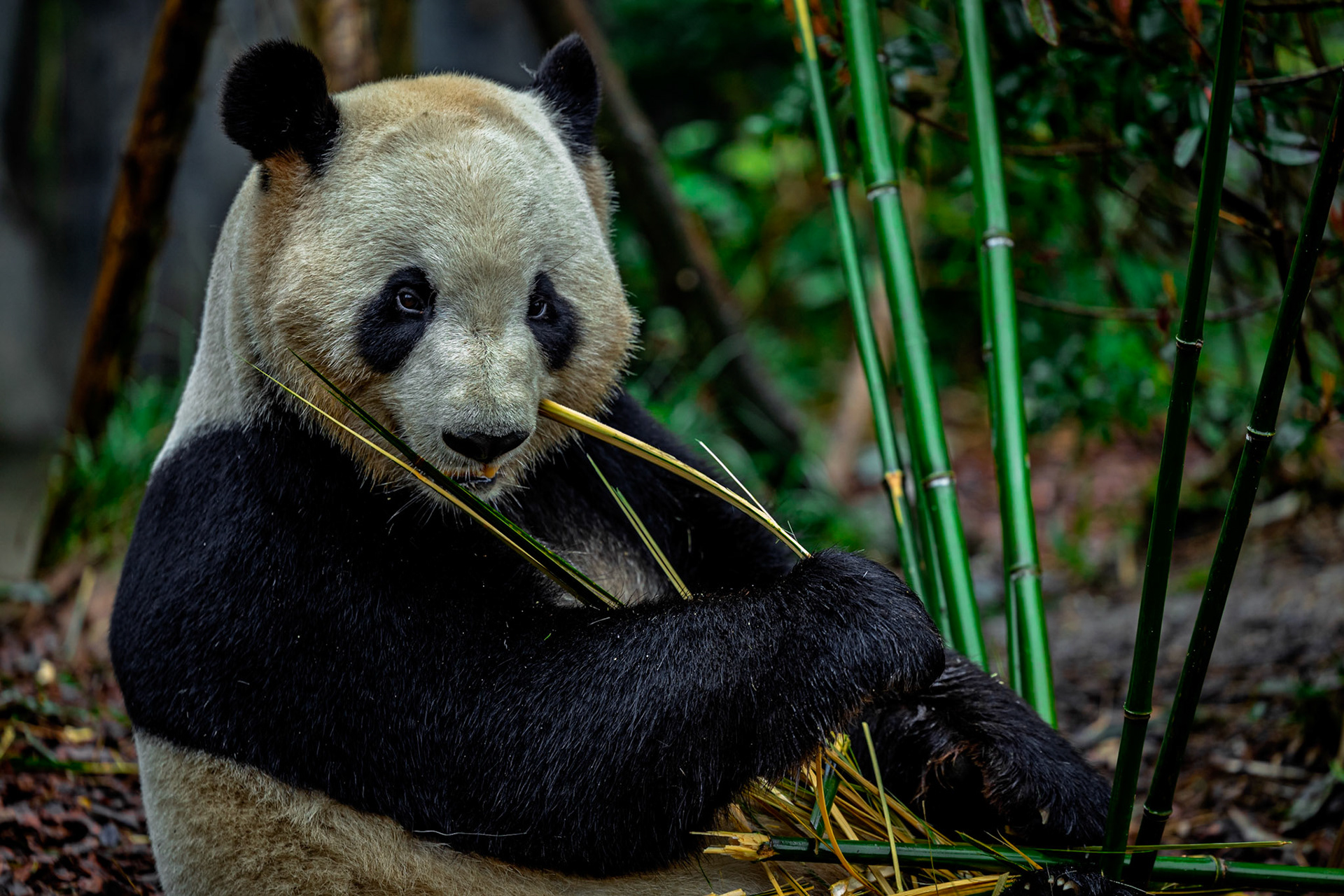 Bamboo feast bliss—nature’s simplicity at its finest