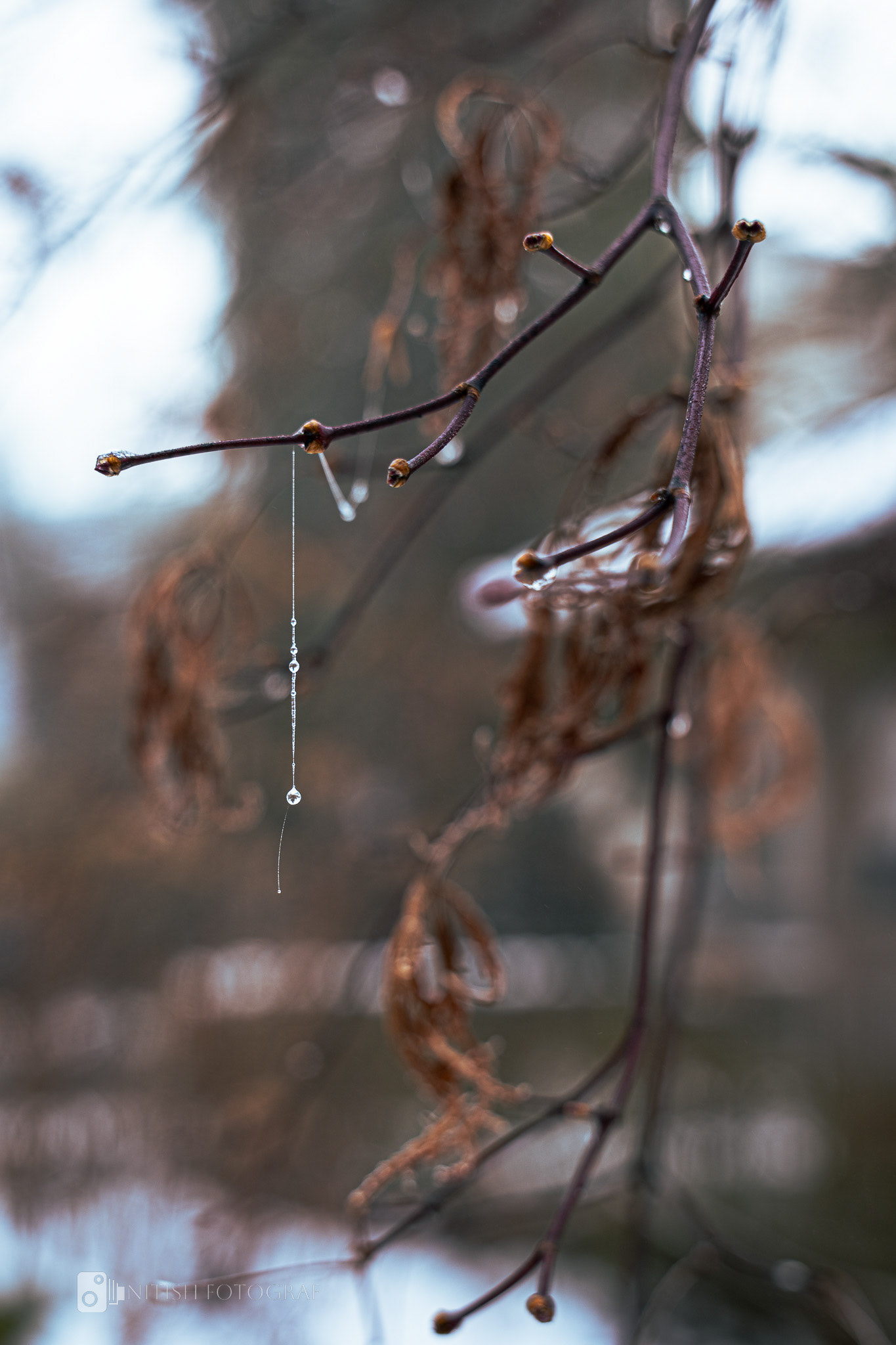 Frosted branches glistening in the soft light of a cold morning