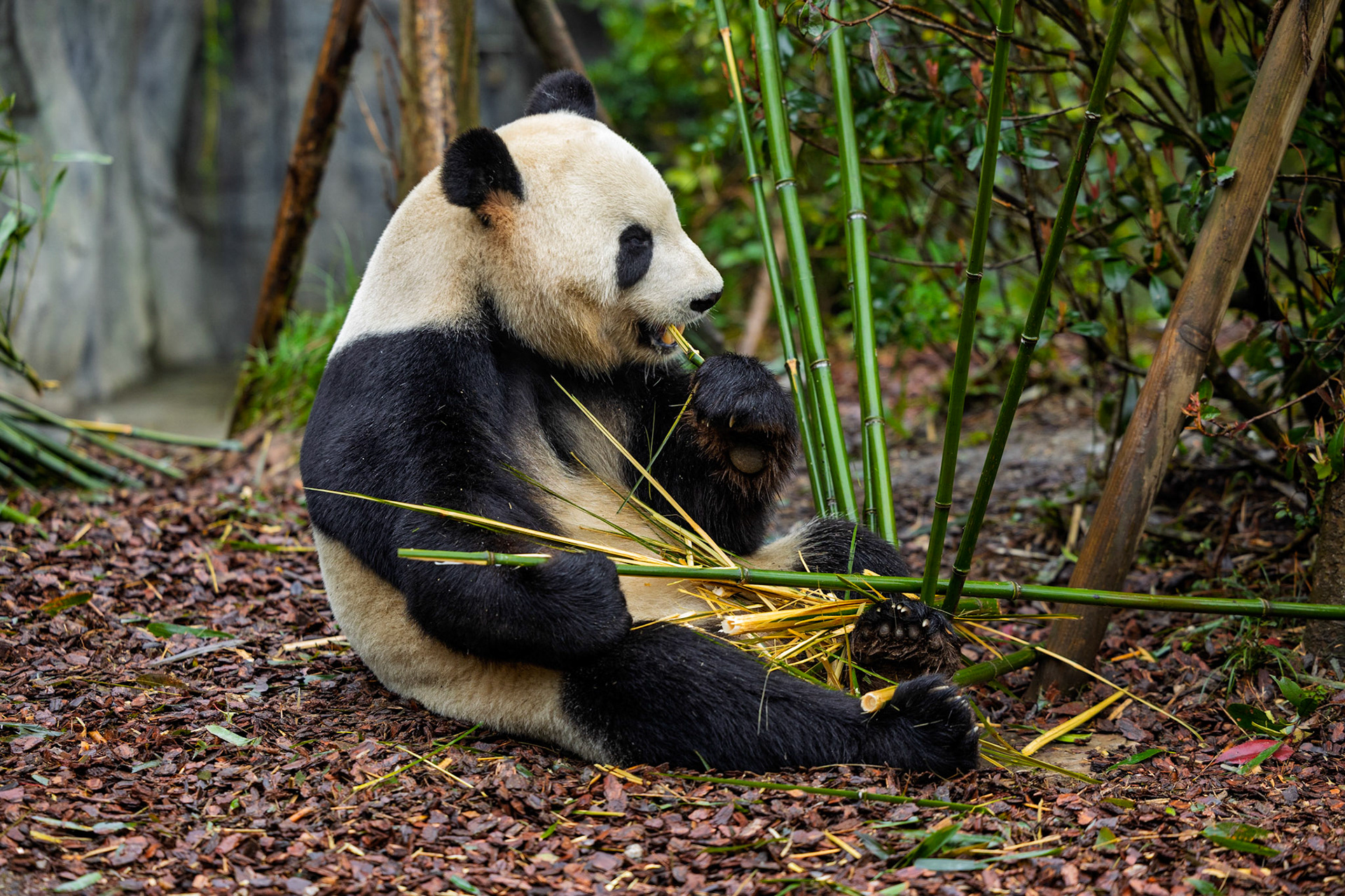 Savoring every bite, this panda enjoys life one bamboo shoot at a time