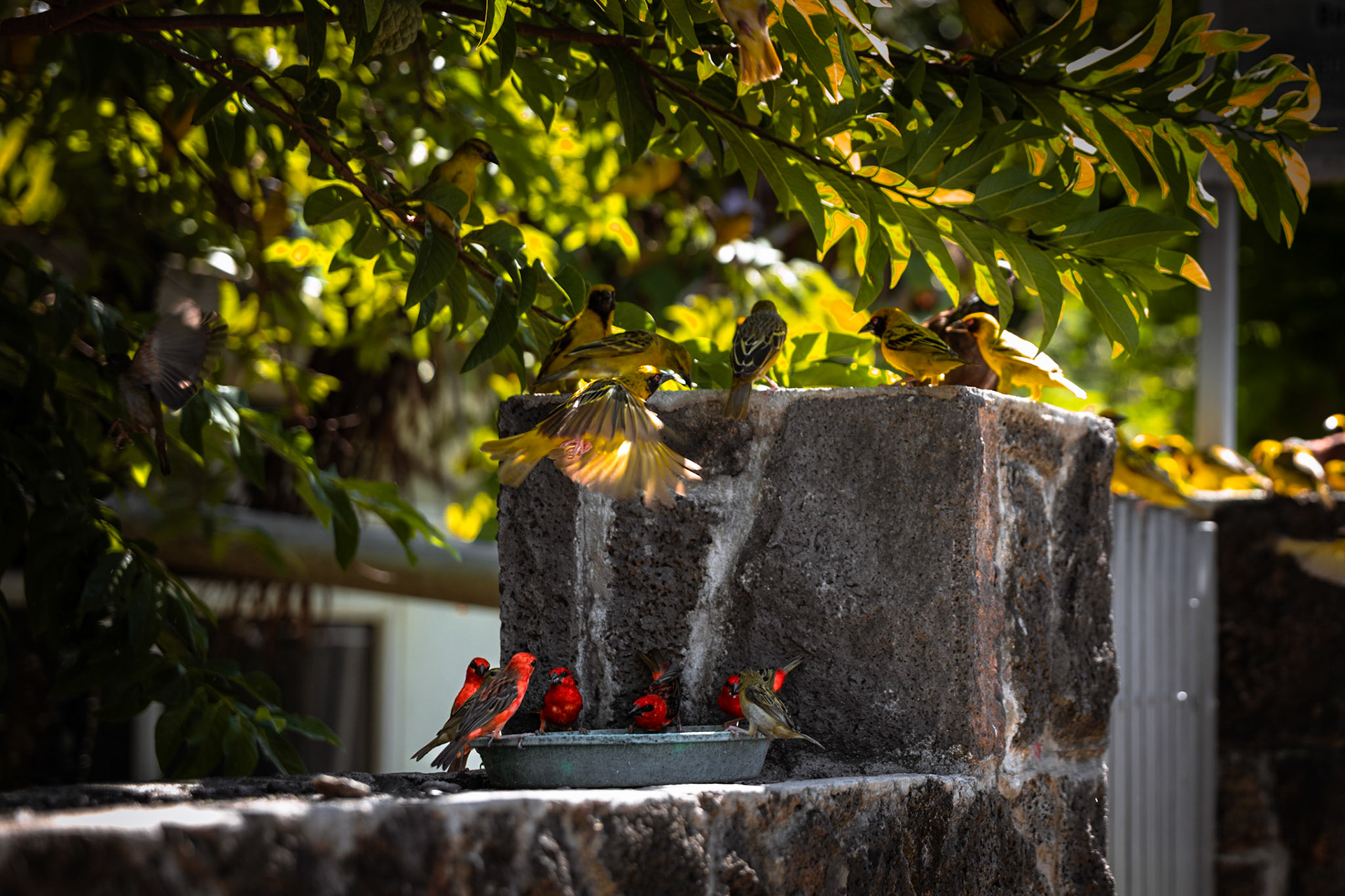 A gathering of colors and song in the heart of the city’s quiet corners