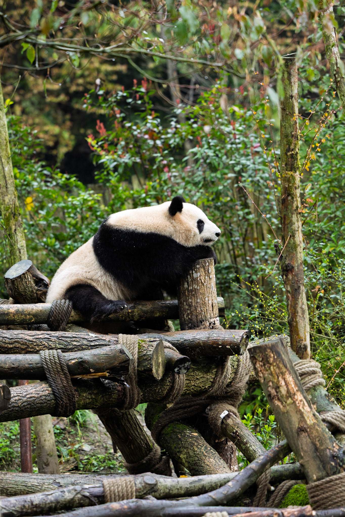 Perched above the forest floor, surveying a world of endless green