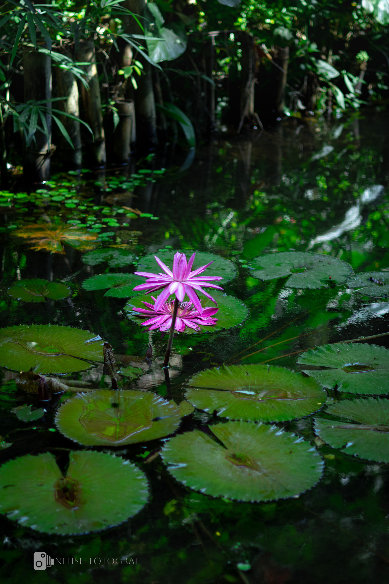 Lotus blossoms floating on still waters embodying peace and purity