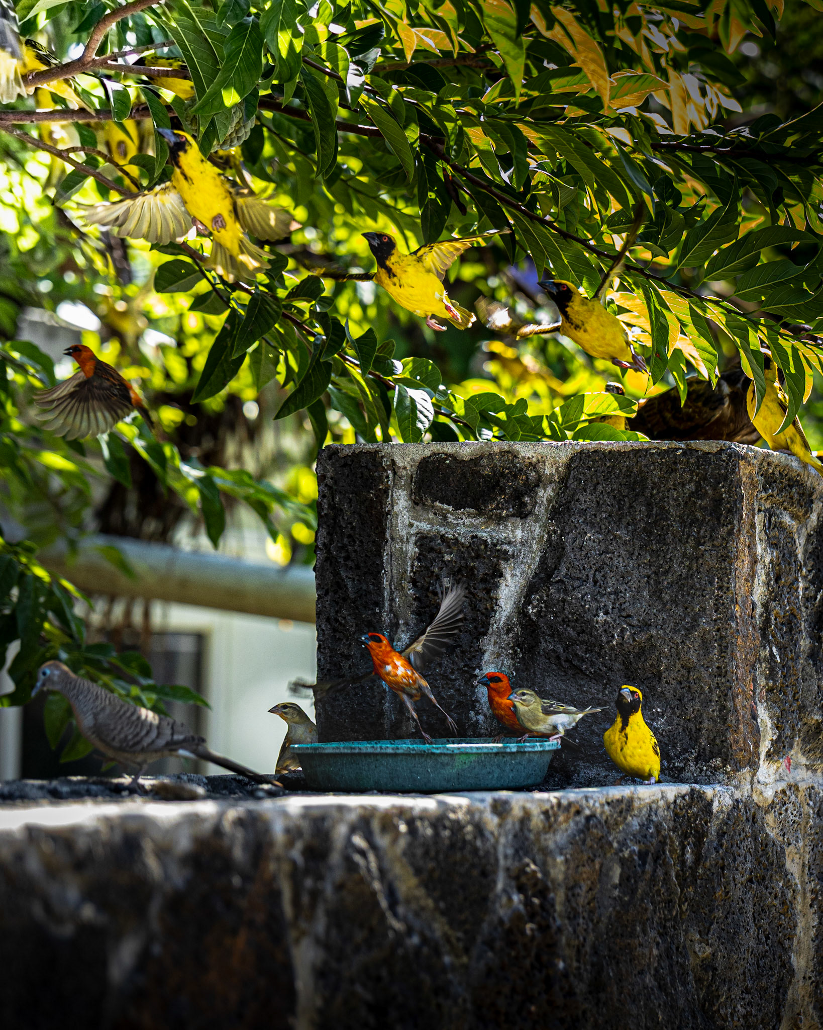 A gathering of colors and song in the heart of the city’s quiet corners