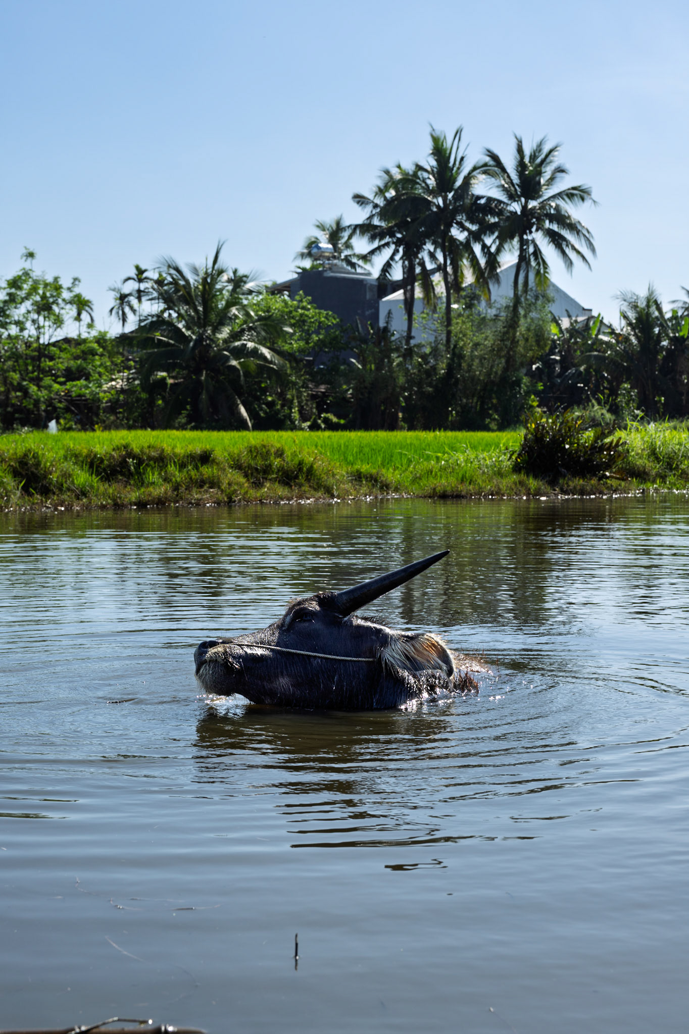 A serene river, where time flows as gently as the water