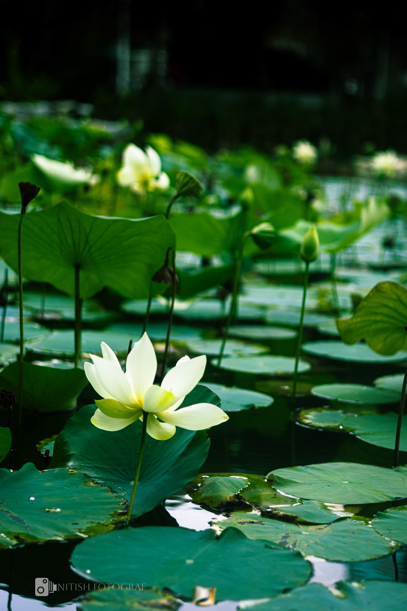 Serene reflections – a lotus in its peaceful haven