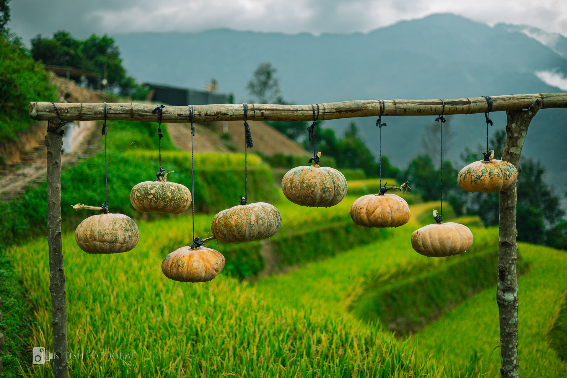 Golden fields basking in sunlight ready for the season’s harvest