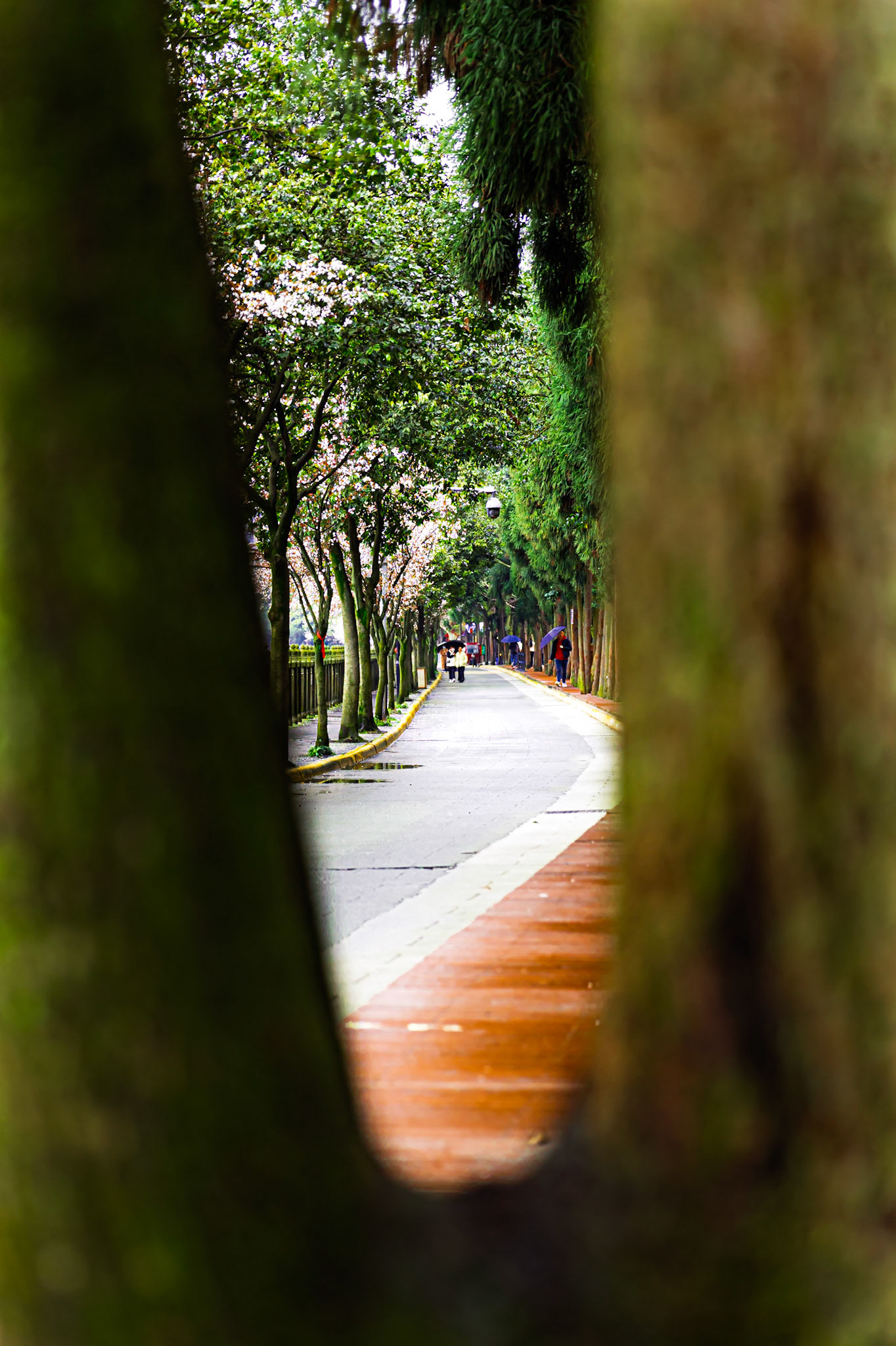 A fleeting path framed by nature’s quiet embrace