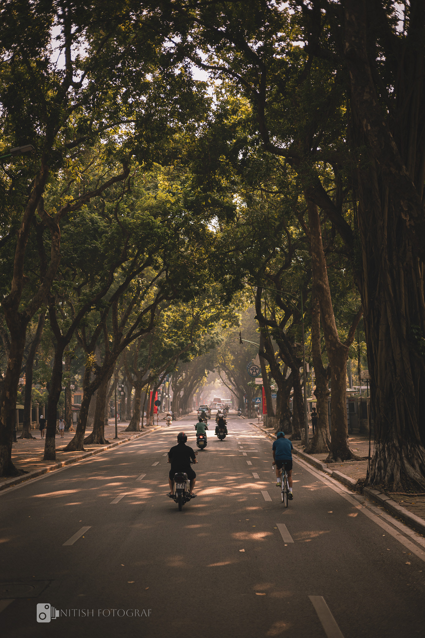 A tranquil moment on a sunlit avenue, where nature meets the rhythm of life